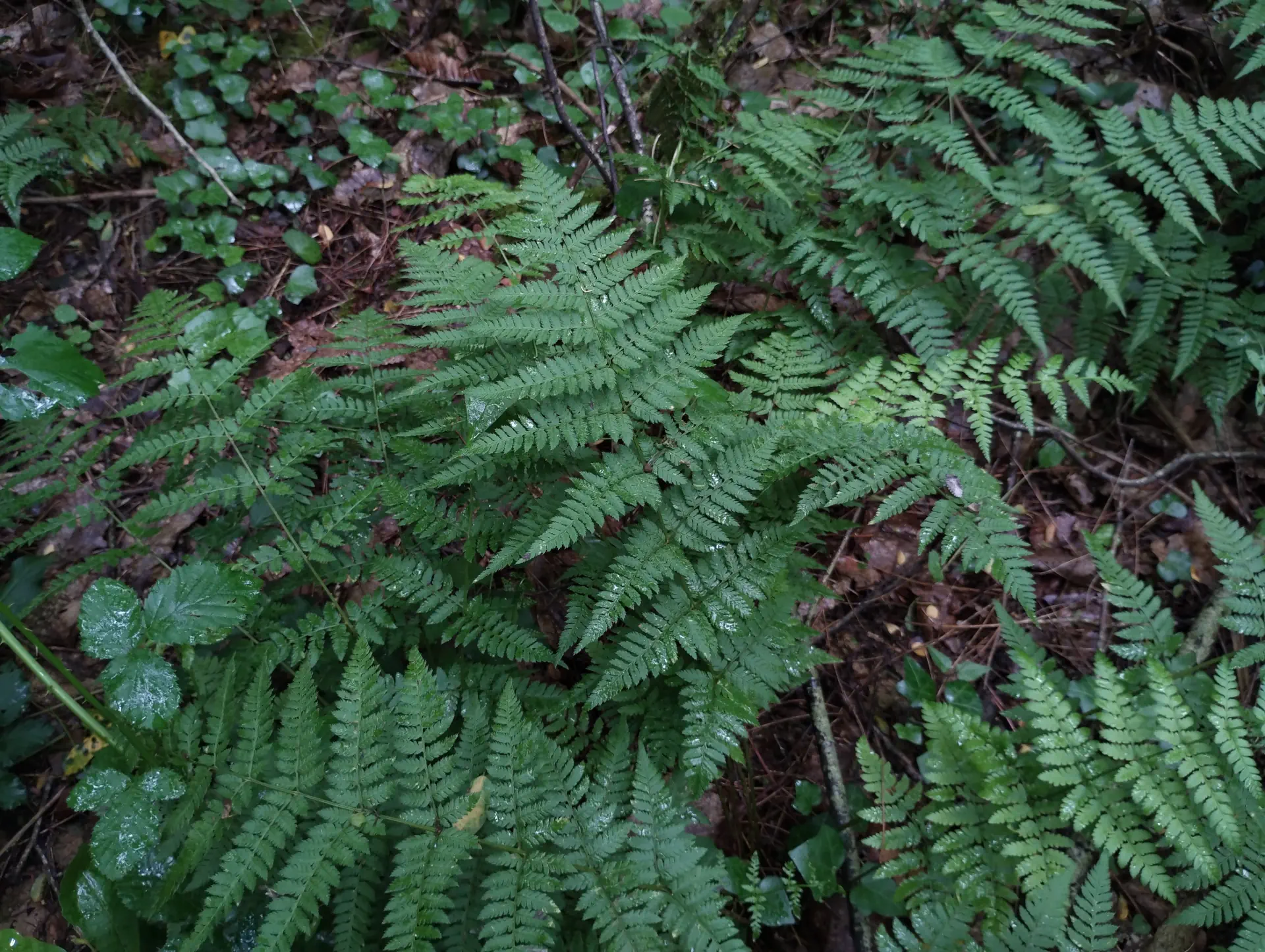 img/dryopteris-carthusiana.webp