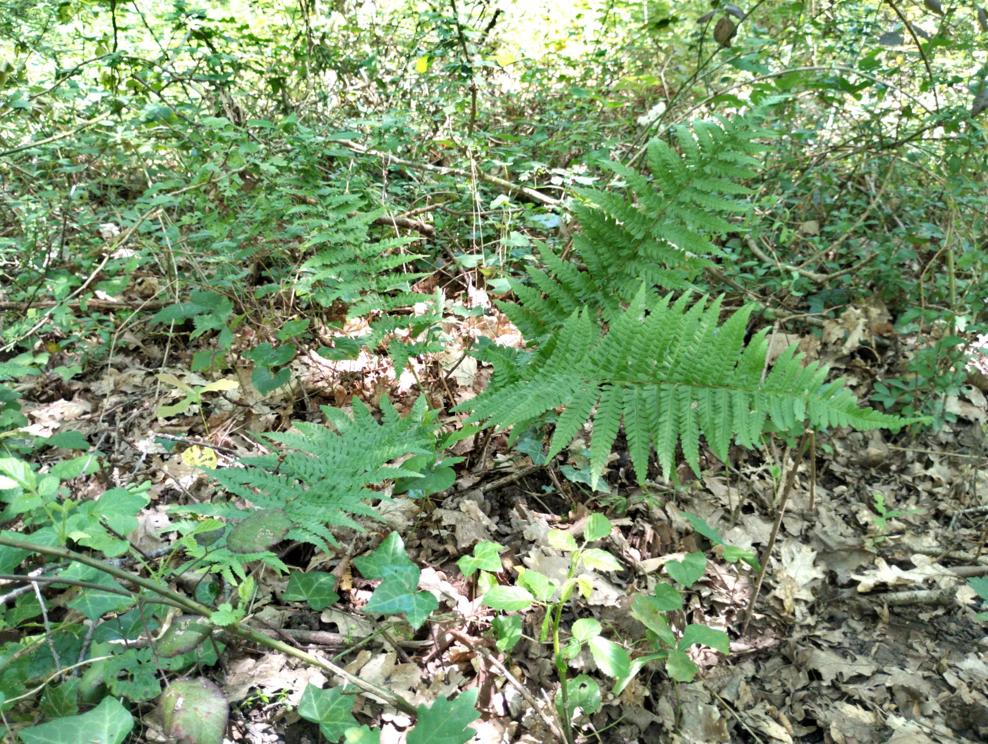 img/dryopteris-complexa-complexa-10.webp