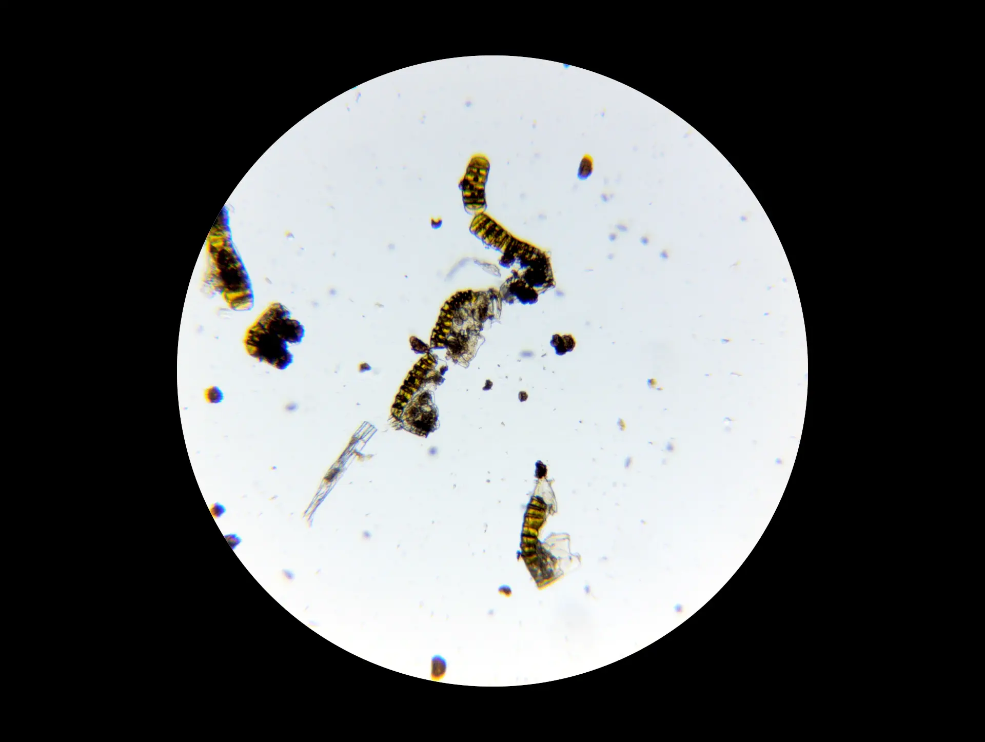 img/dryopteris-complexa-complexa-11.webp