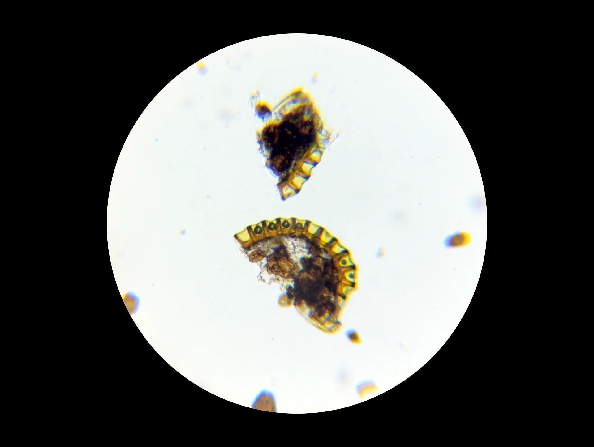 img/dryopteris-complexa-complexa-12.webp