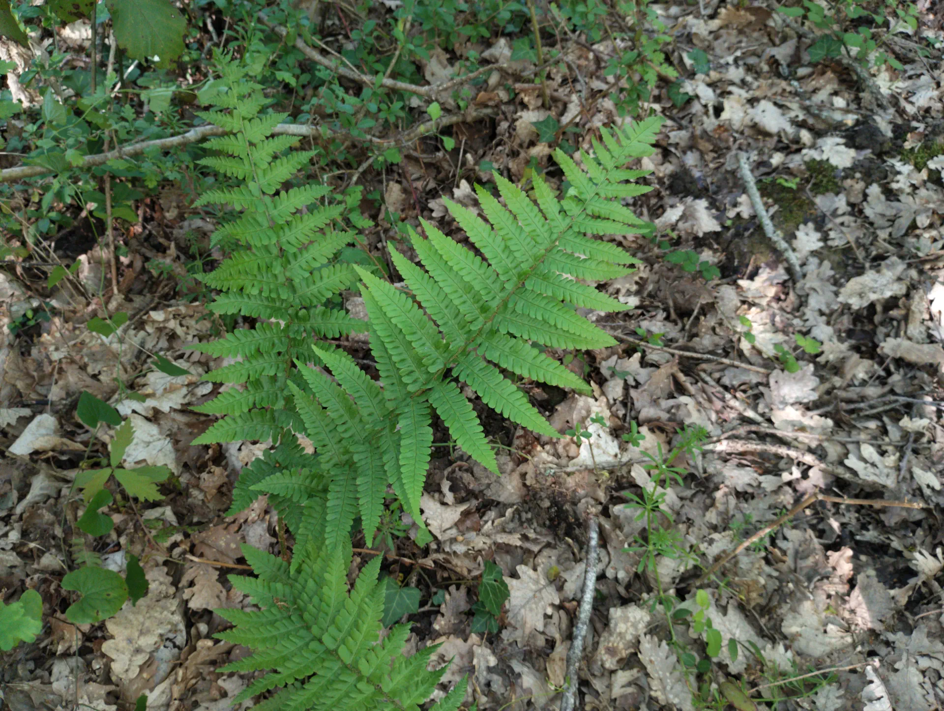 img/dryopteris-complexa-complexa-2.webp