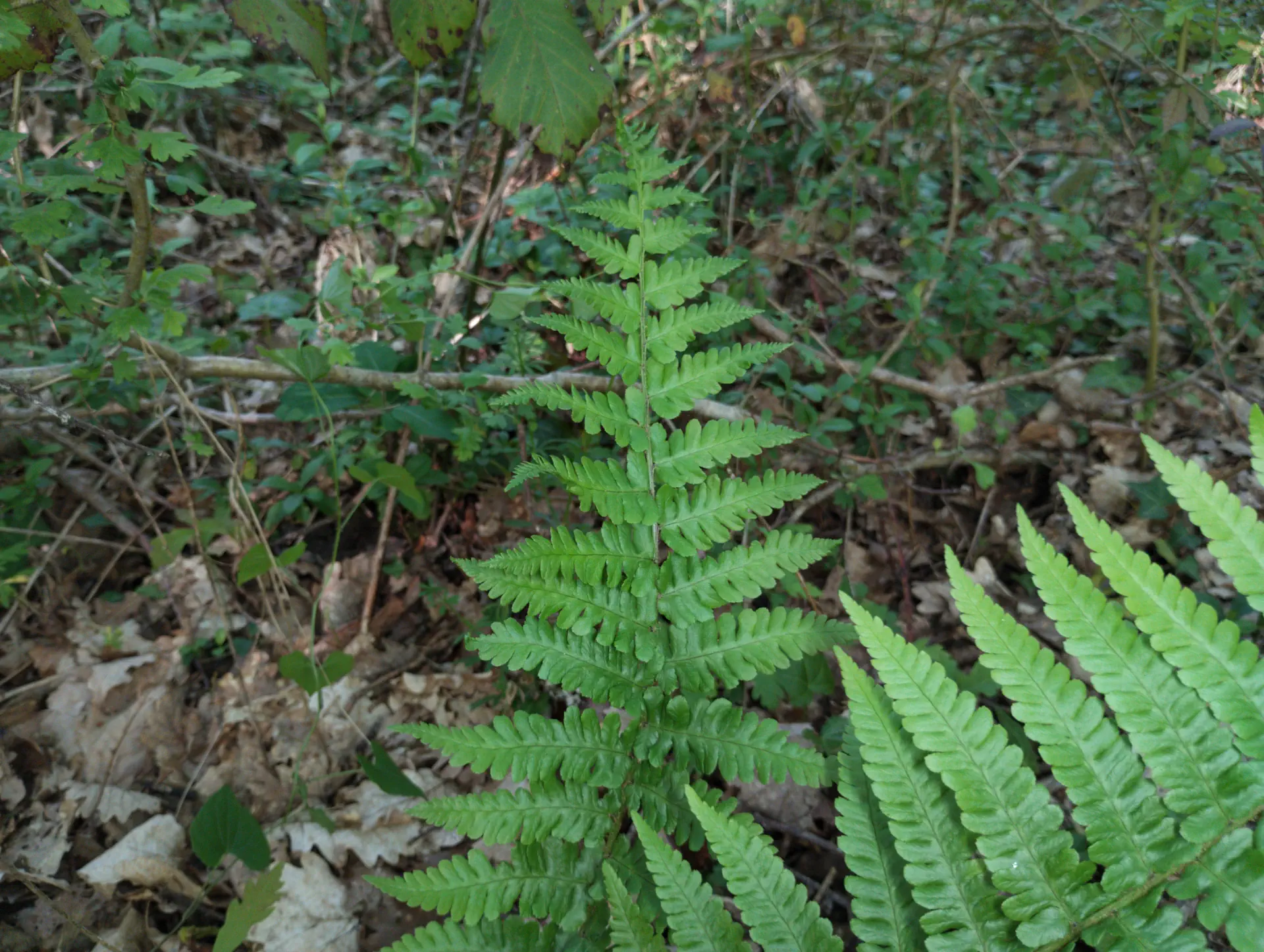 img/dryopteris-complexa-complexa-3.webp