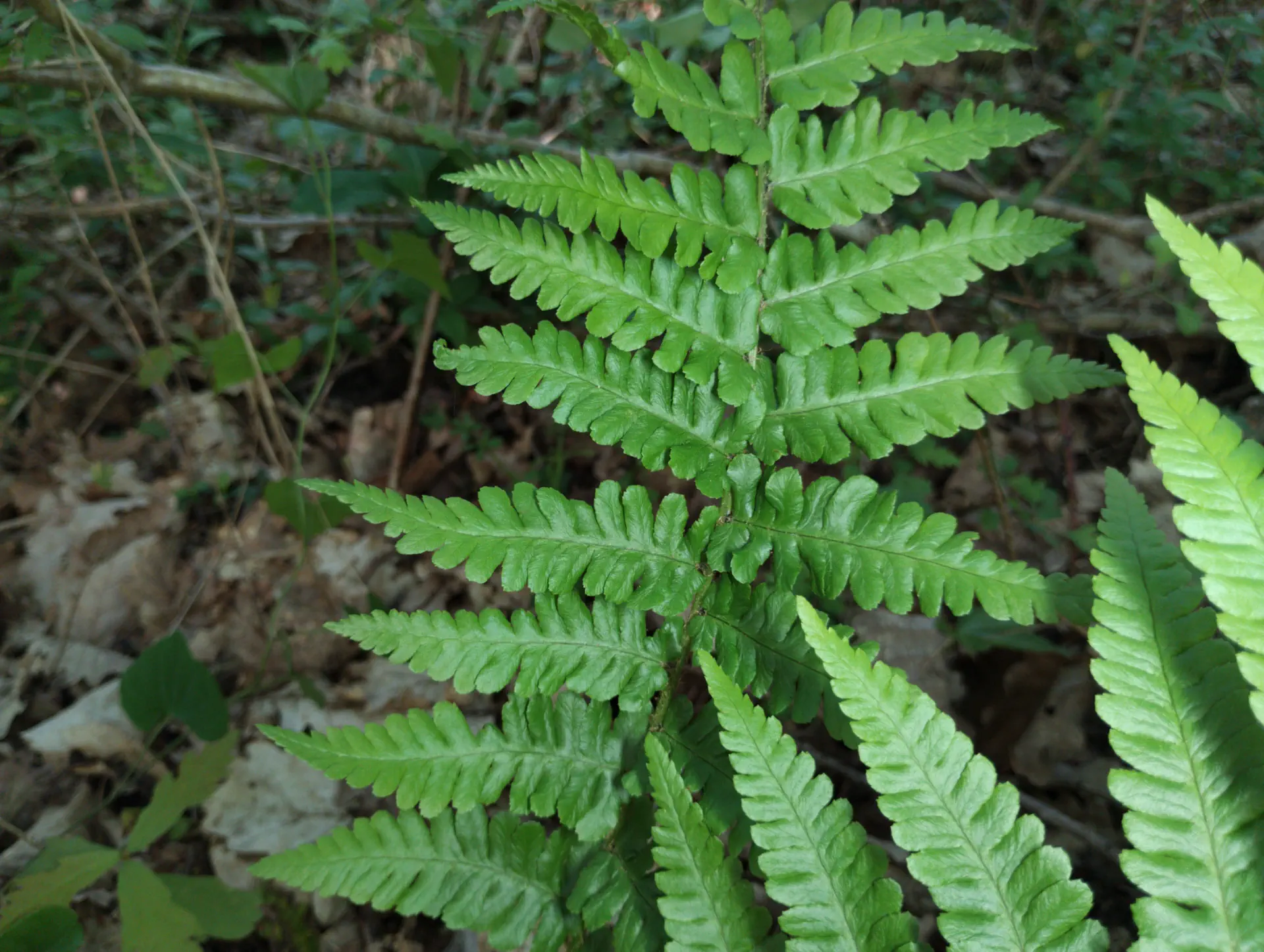 img/dryopteris-complexa-complexa-4.webp