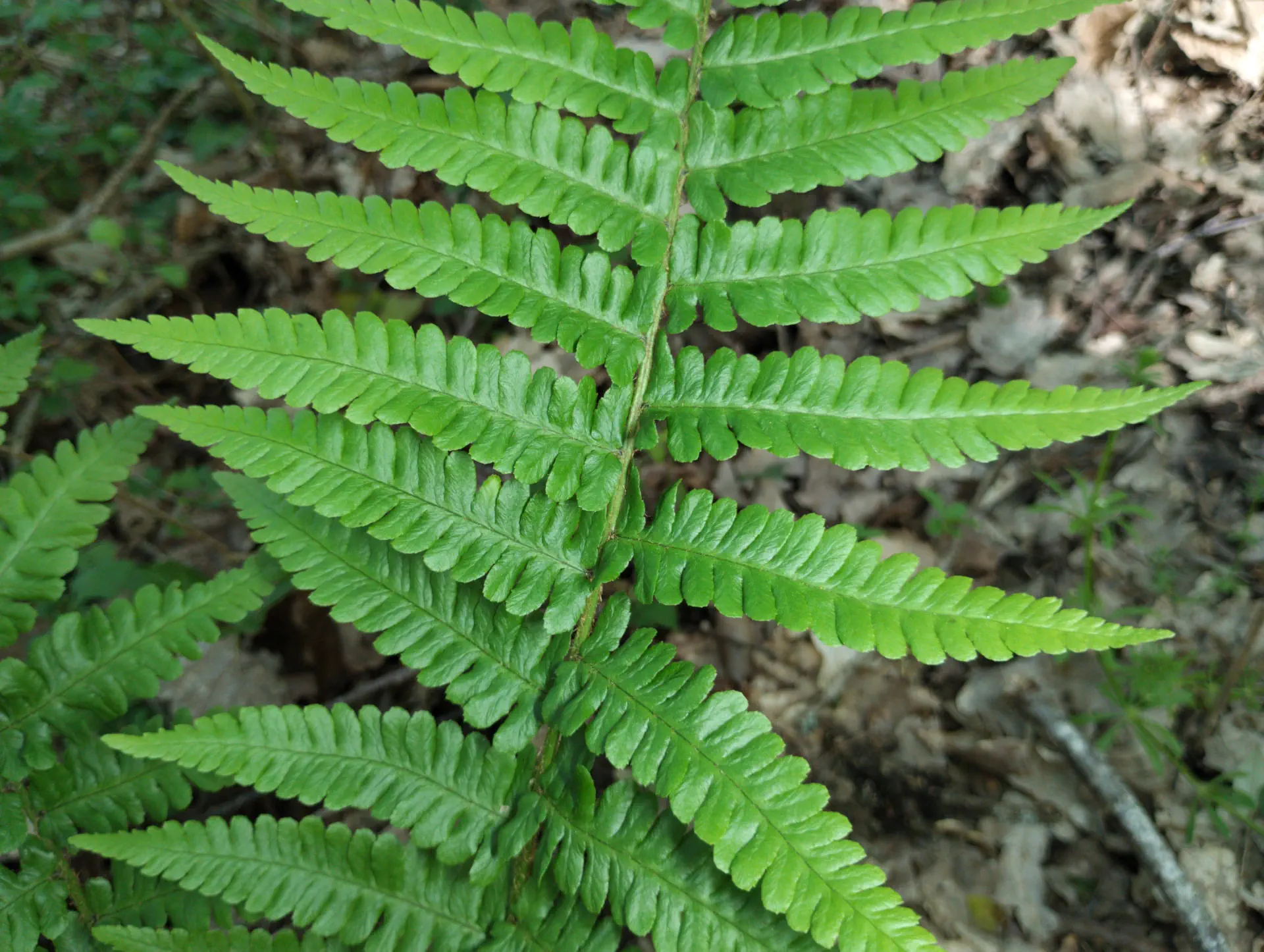 img/dryopteris-complexa-complexa-5.webp