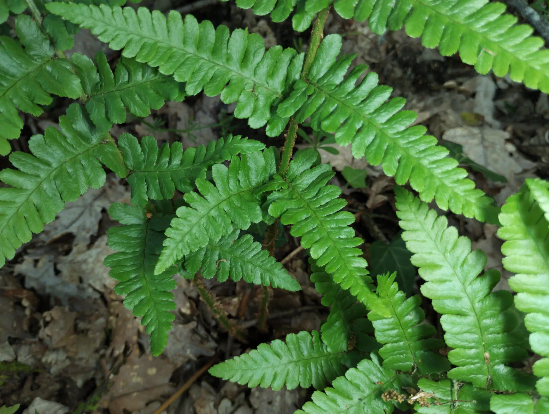 img/dryopteris-complexa-complexa-6.webp