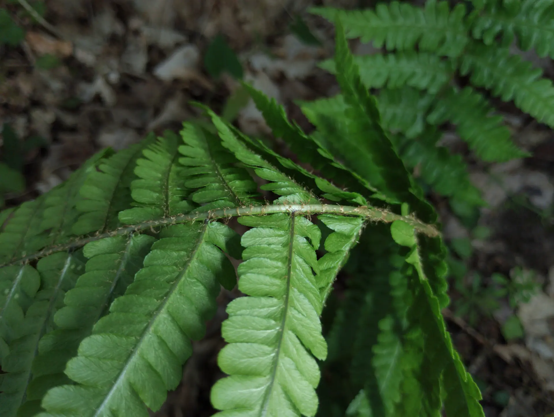 img/dryopteris-complexa-complexa-7.webp