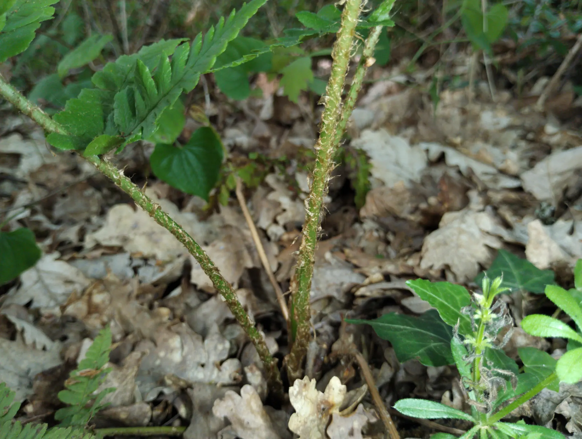 img/dryopteris-complexa-complexa-8.webp