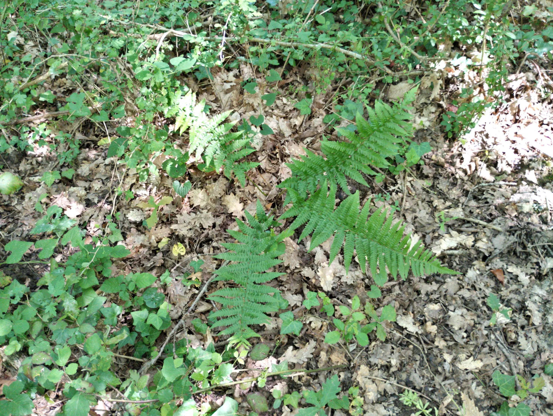 img/dryopteris-complexa-complexa-9.webp