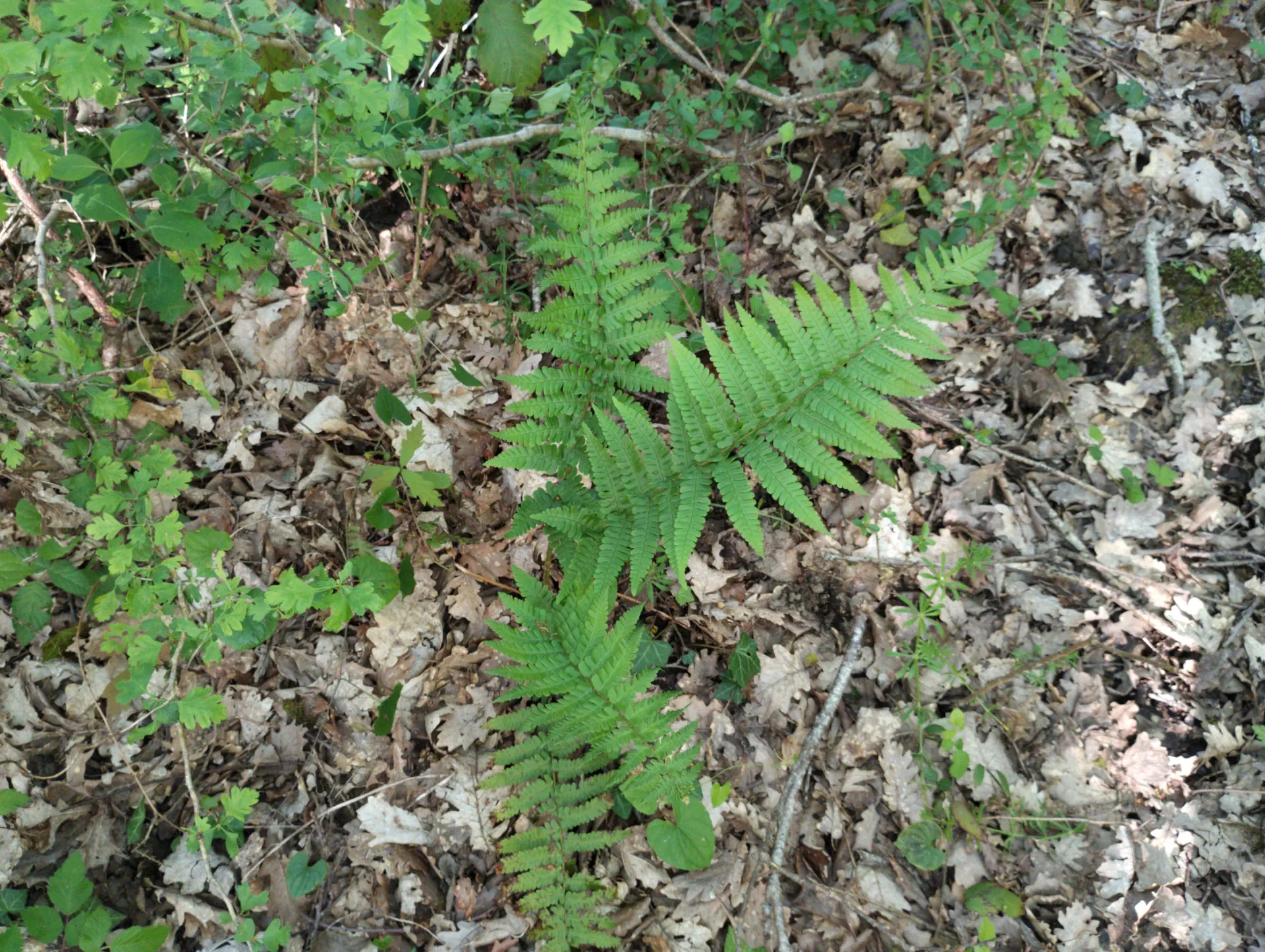img/dryopteris-complexa-complexa.webp