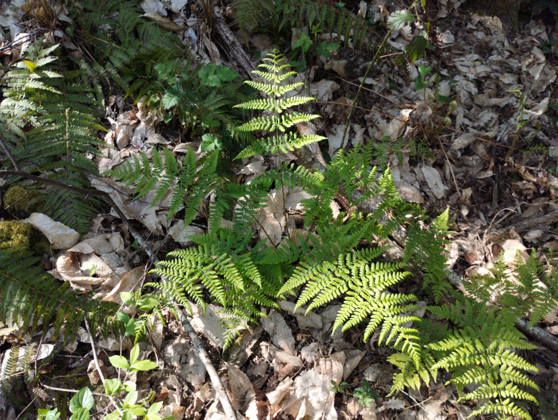 img/dryopteris-dilatata-10.webp