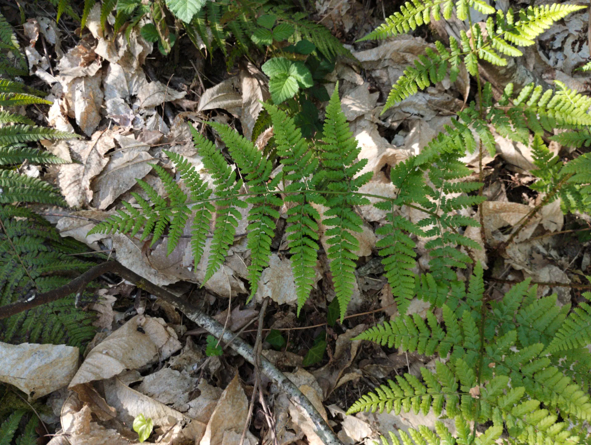 img/dryopteris-dilatata-11.webp