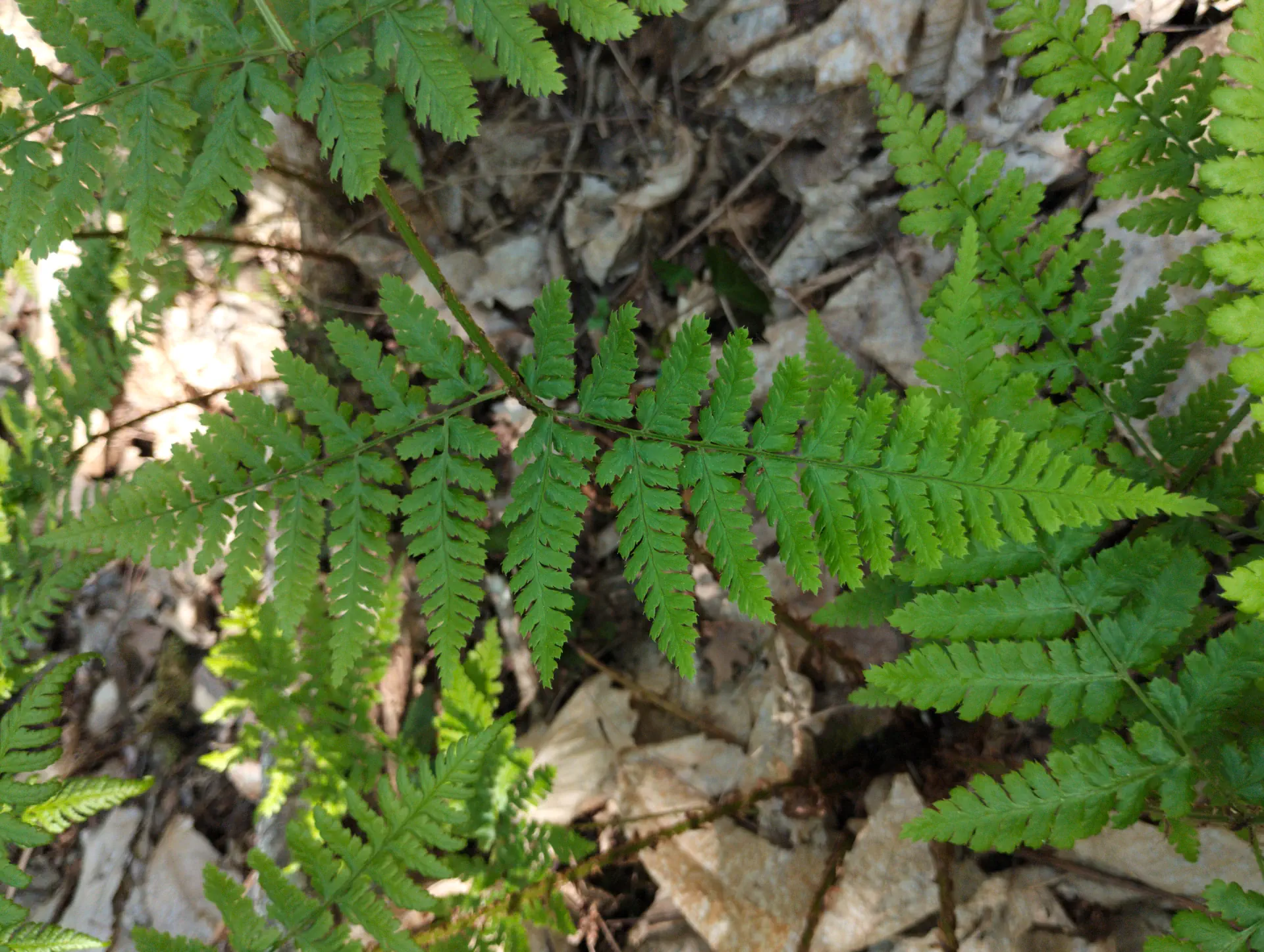 img/dryopteris-dilatata-12.webp
