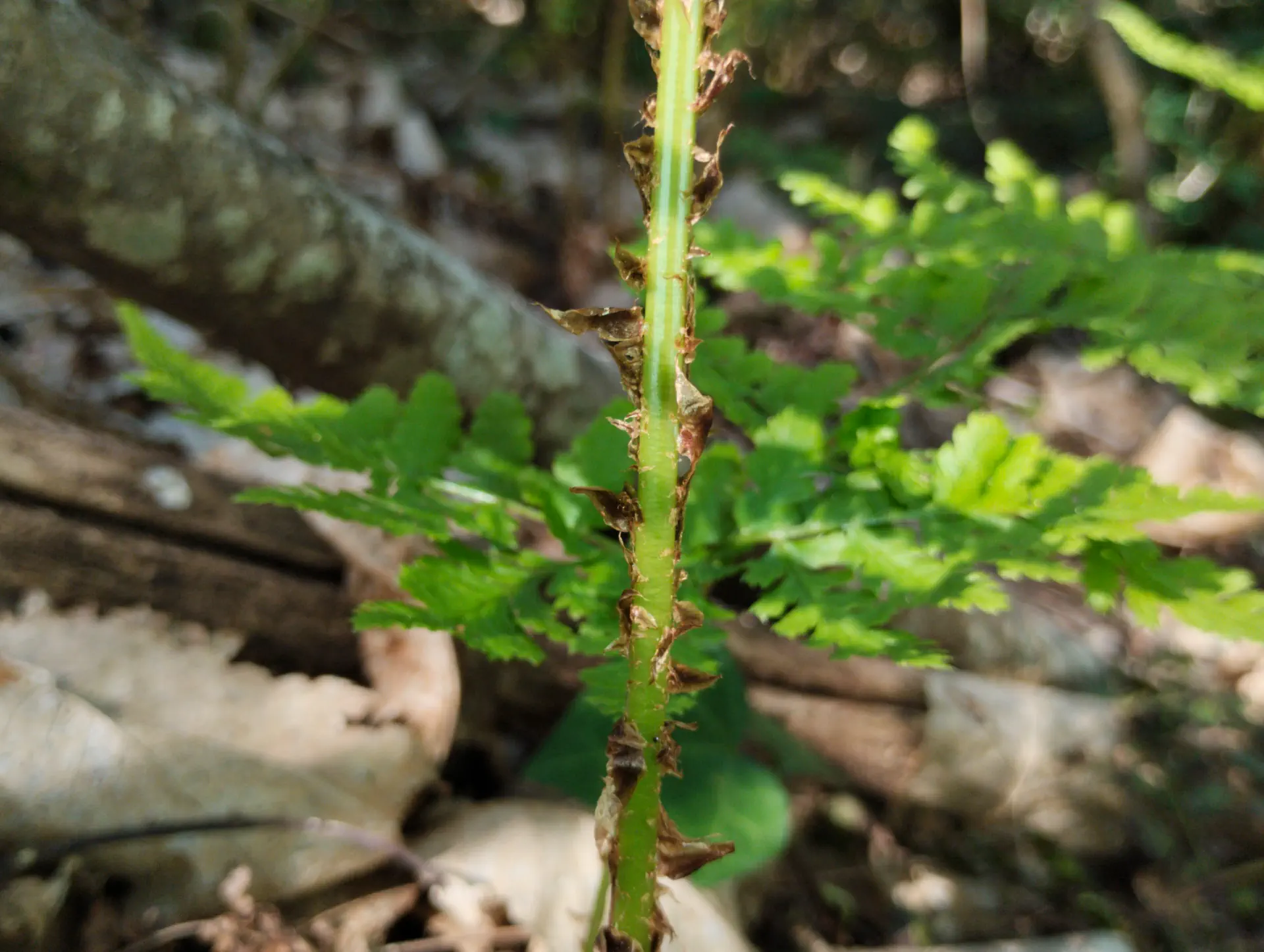 img/dryopteris-dilatata-13.webp