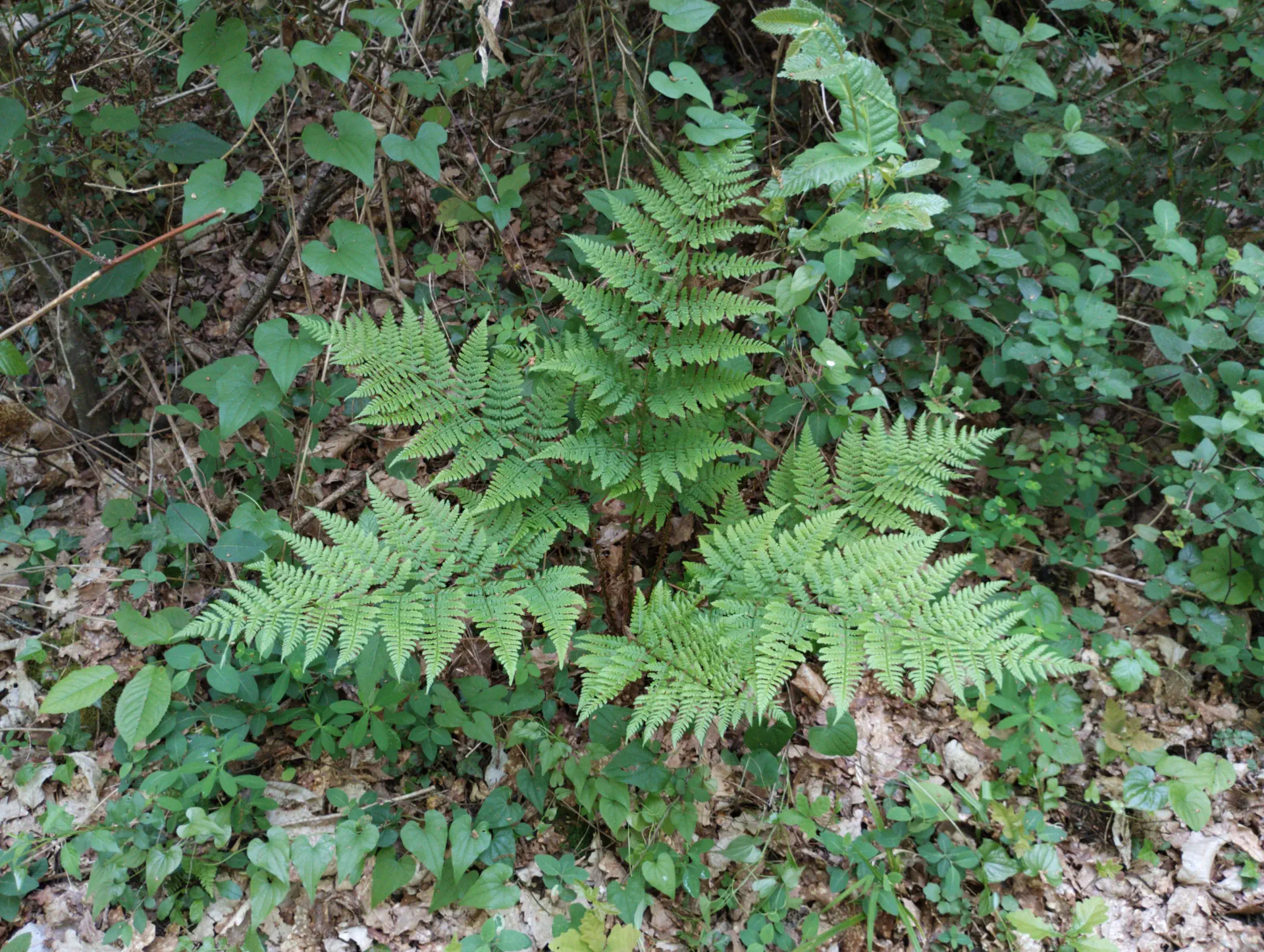 img/dryopteris-dilatata-14.webp