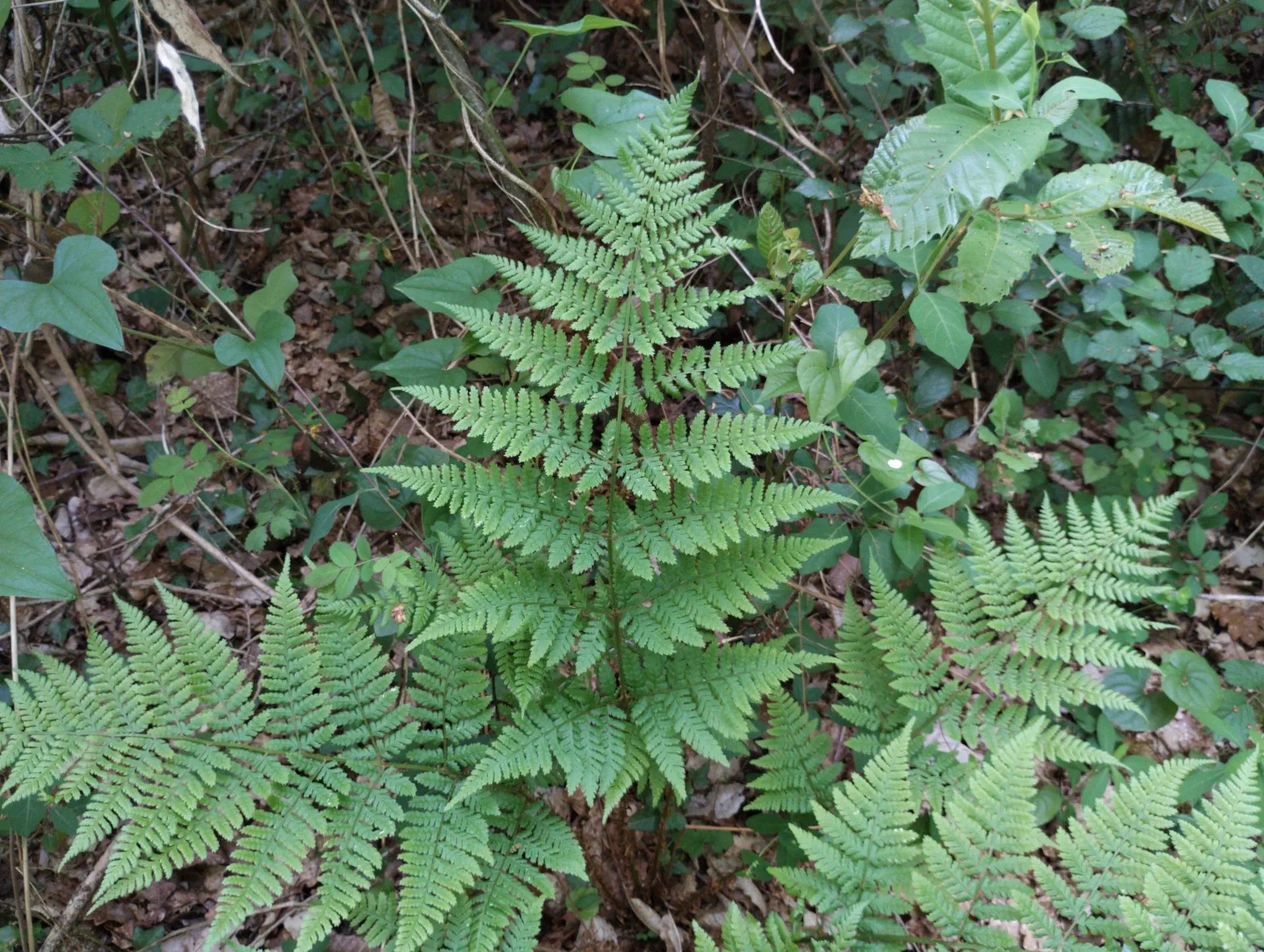 img/dryopteris-dilatata-15.webp