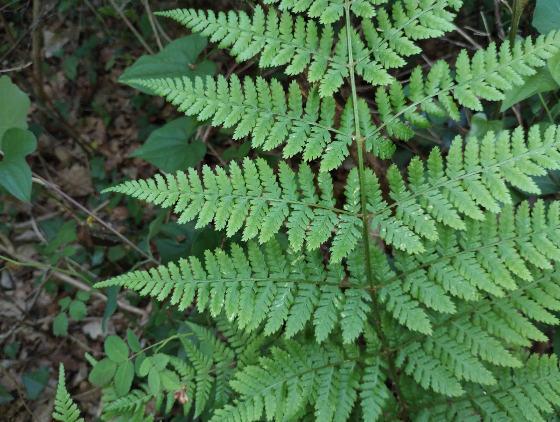 img/dryopteris-dilatata-16.webp