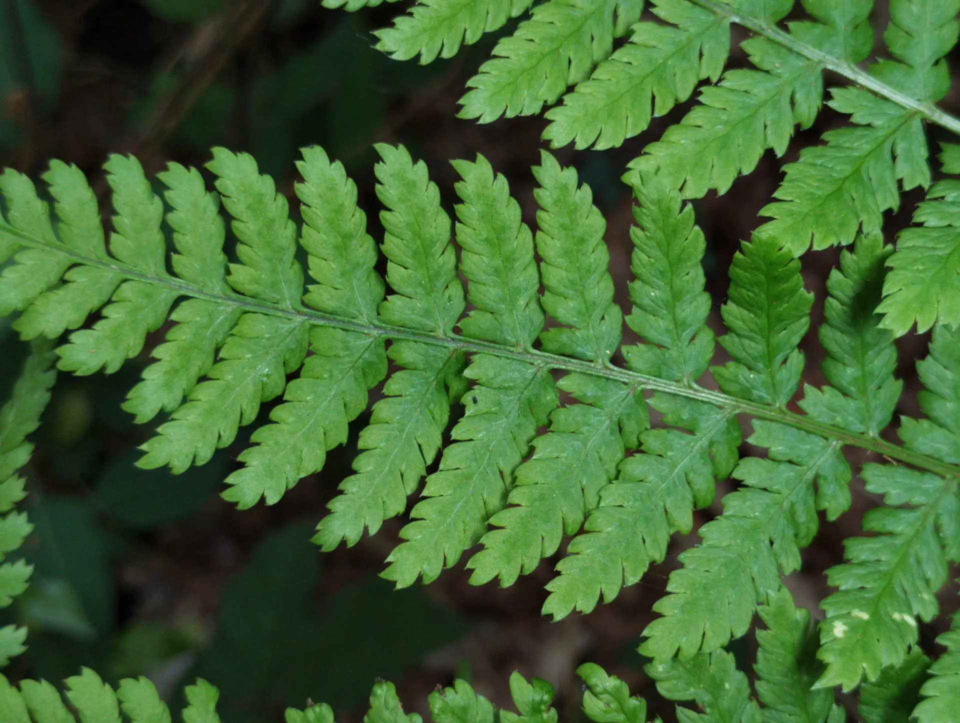 img/dryopteris-dilatata-17.webp