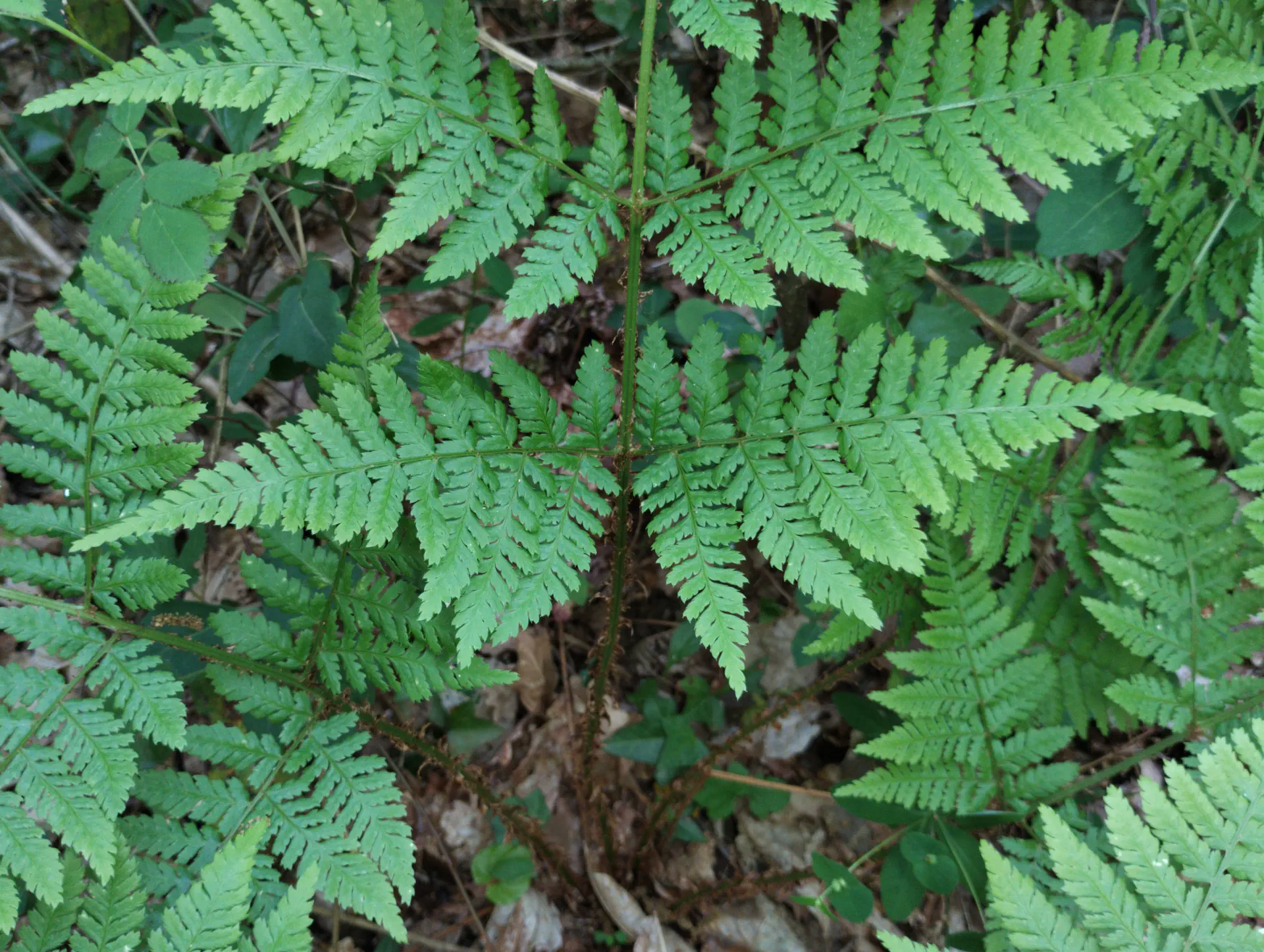 img/dryopteris-dilatata-18.webp