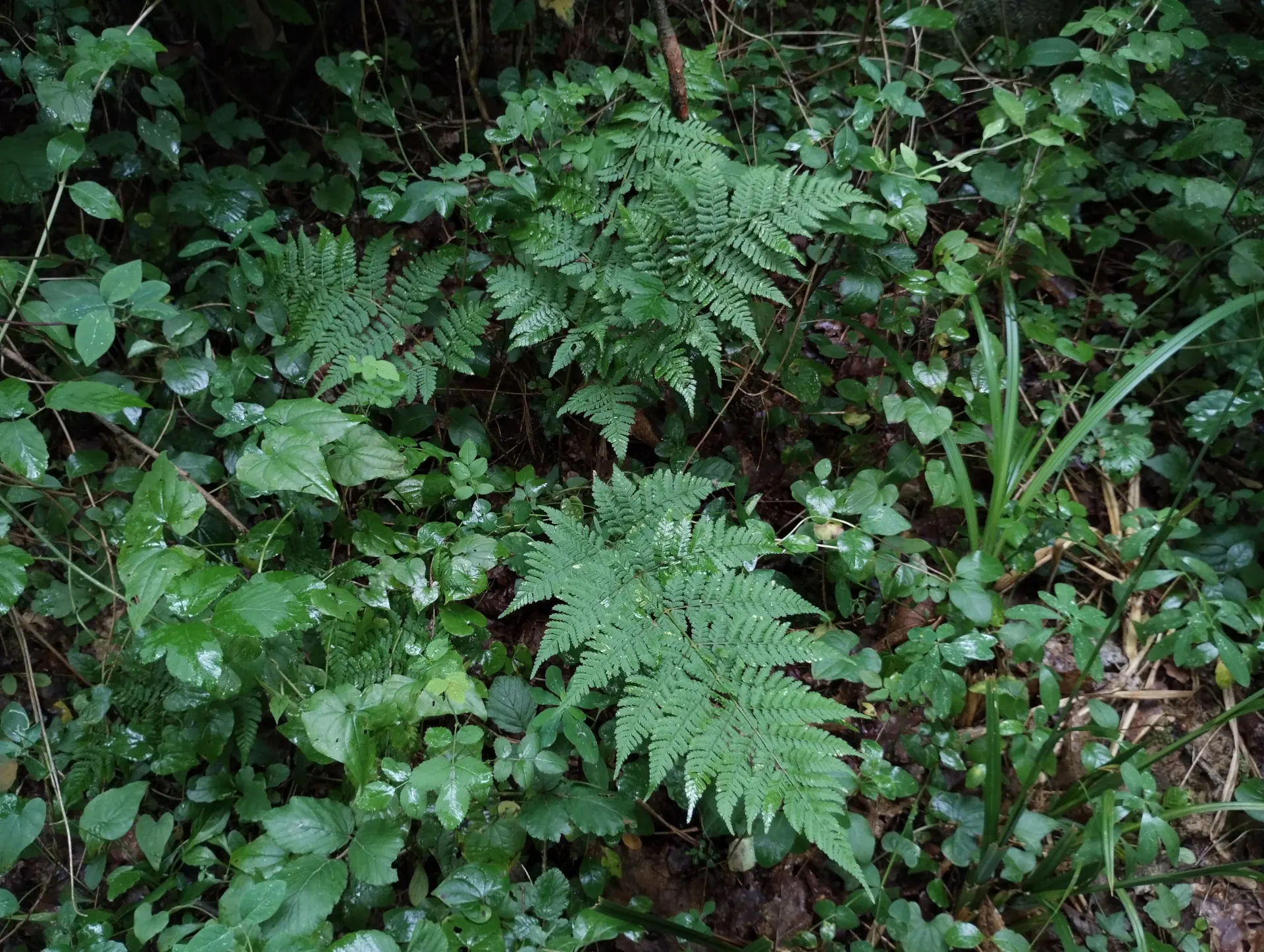 img/dryopteris-dilatata-2.webp