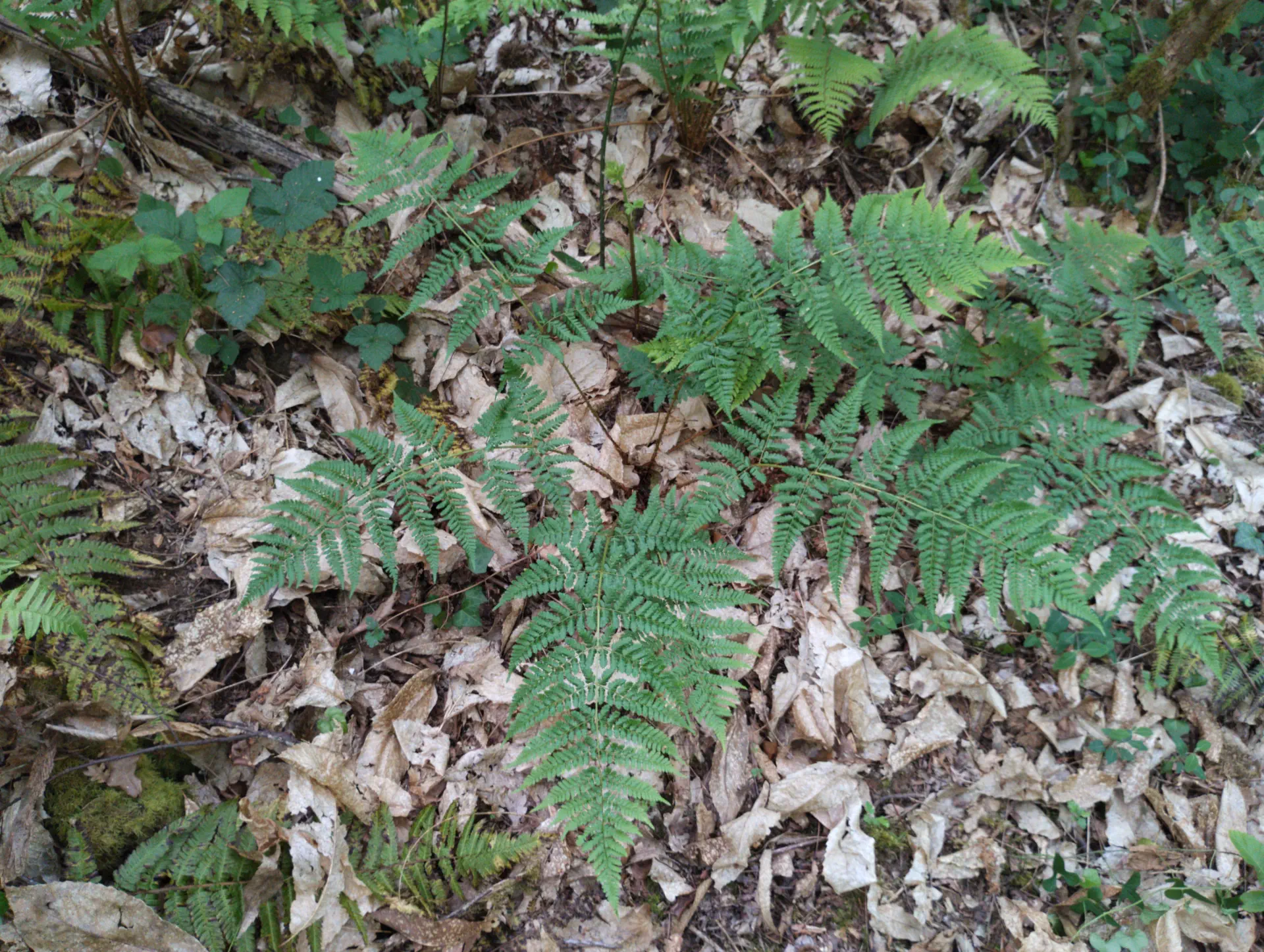 img/dryopteris-dilatata-20.webp