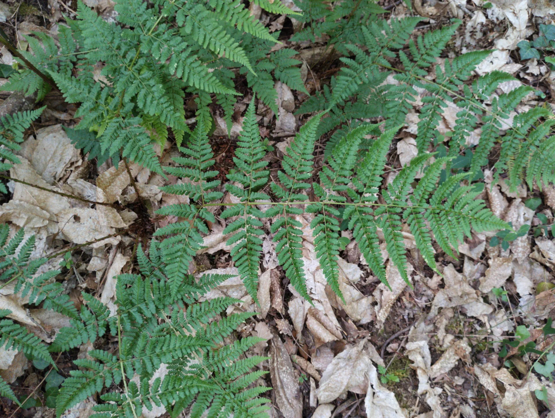 img/dryopteris-dilatata-21.webp