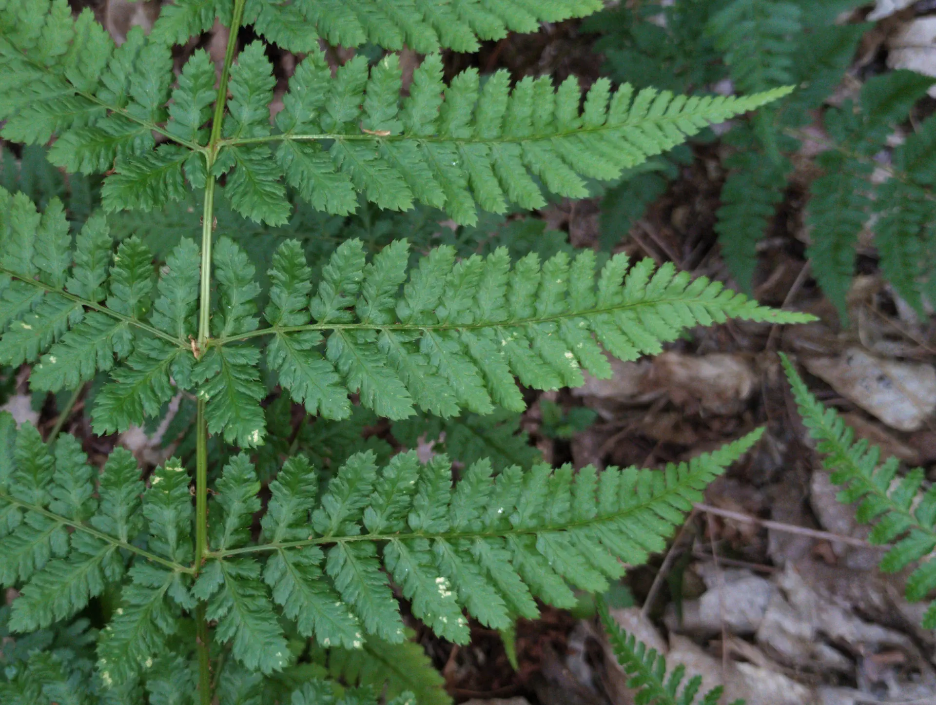 img/dryopteris-dilatata-22.webp