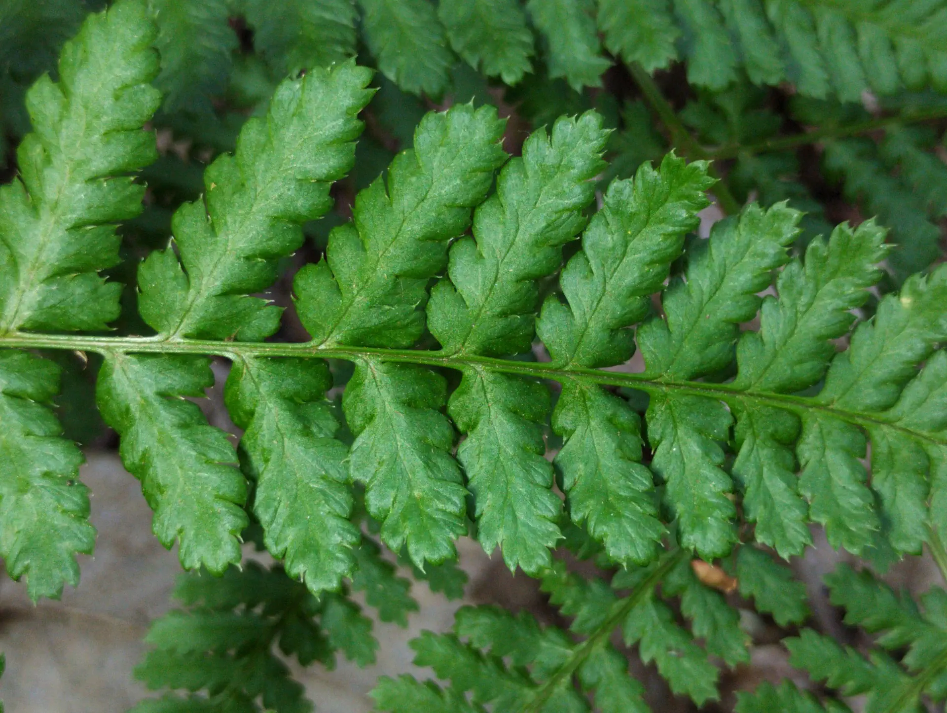 img/dryopteris-dilatata-23.webp
