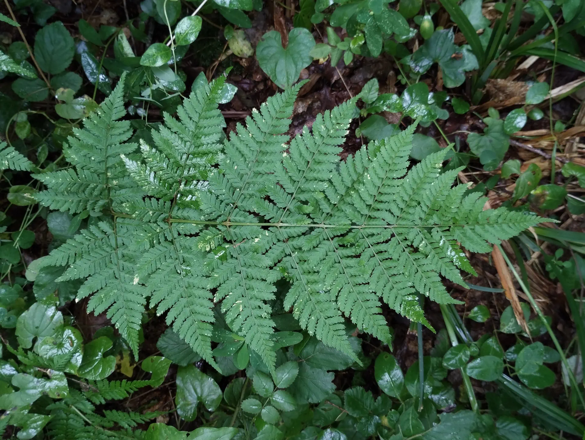 img/dryopteris-dilatata-3.webp