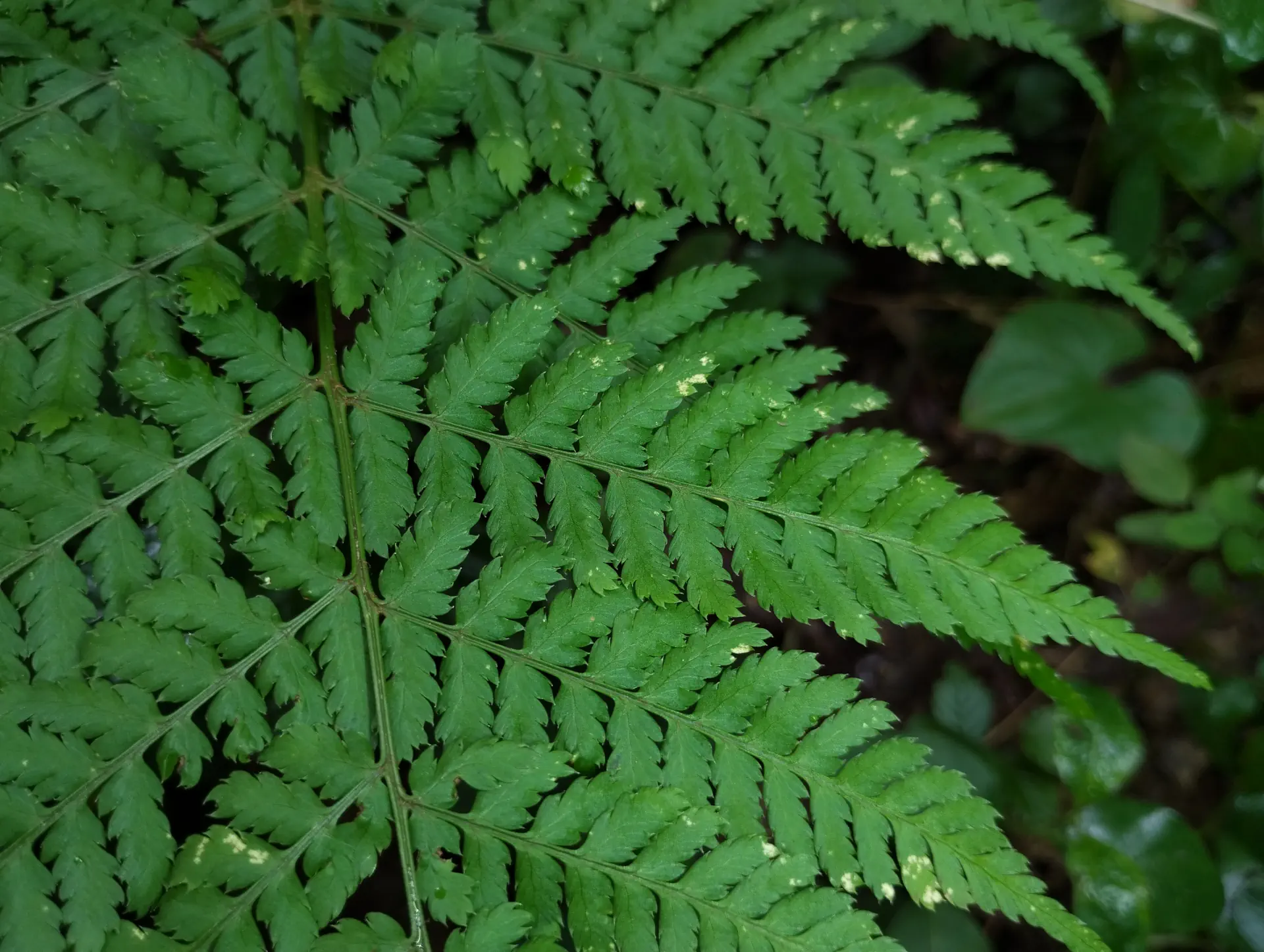 img/dryopteris-dilatata-4.webp