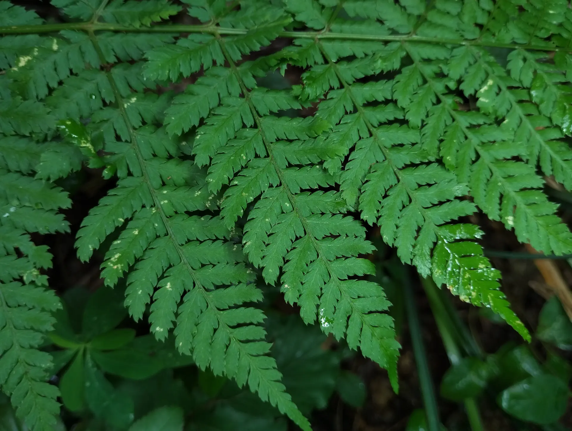 img/dryopteris-dilatata-5.webp