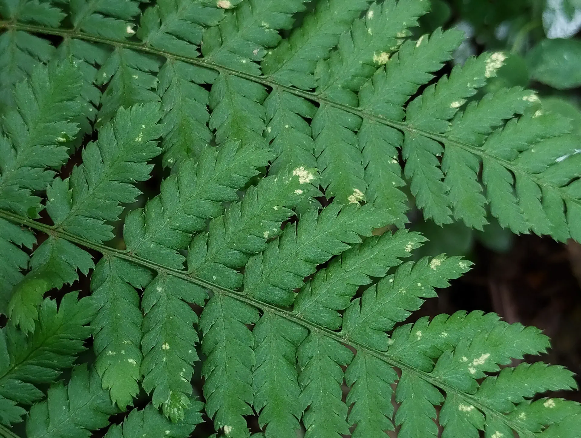 img/dryopteris-dilatata-6.webp