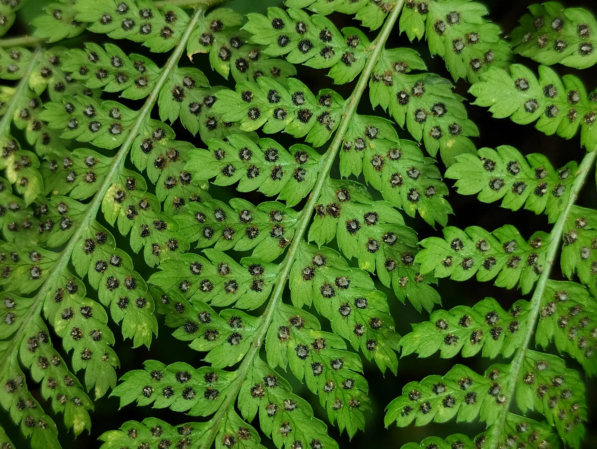img/dryopteris-dilatata-7.webp