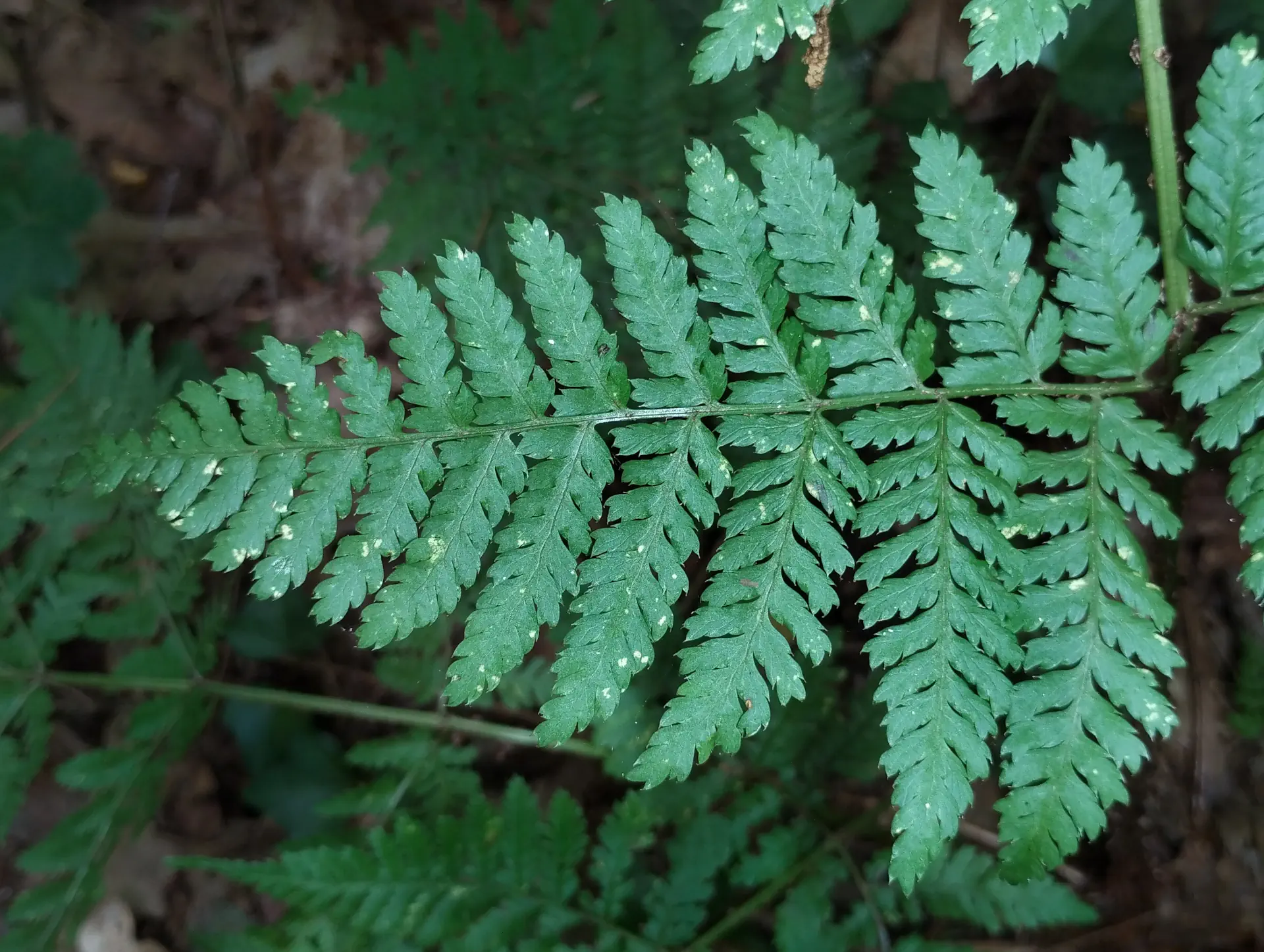 img/dryopteris-dilatata-8.webp