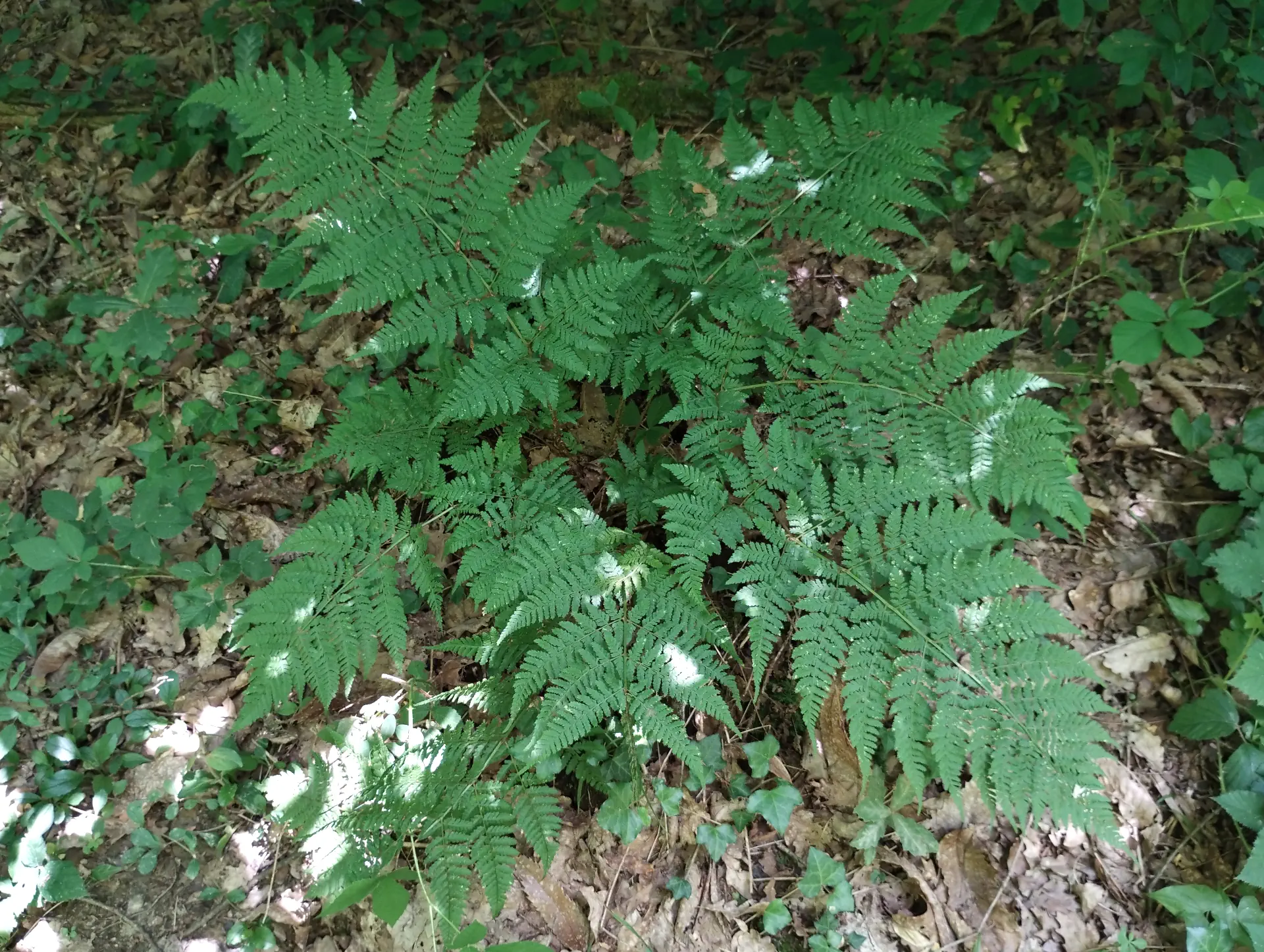 img/dryopteris-dilatata.webp