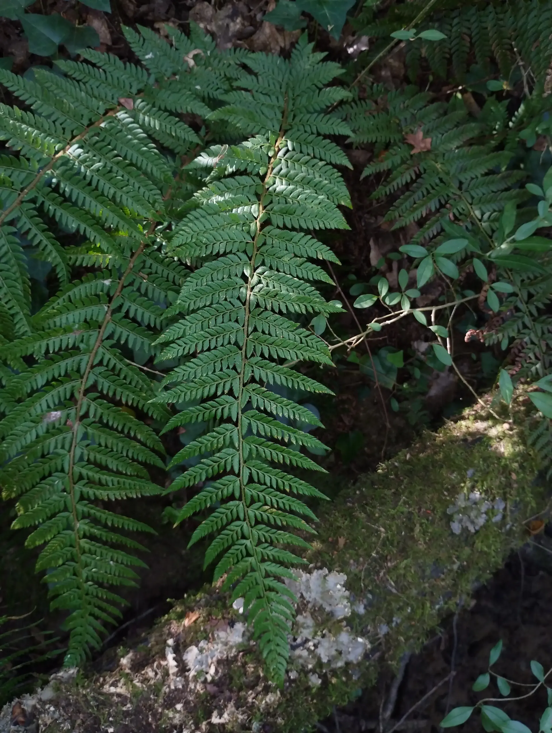 img/polystichum-2.webp
