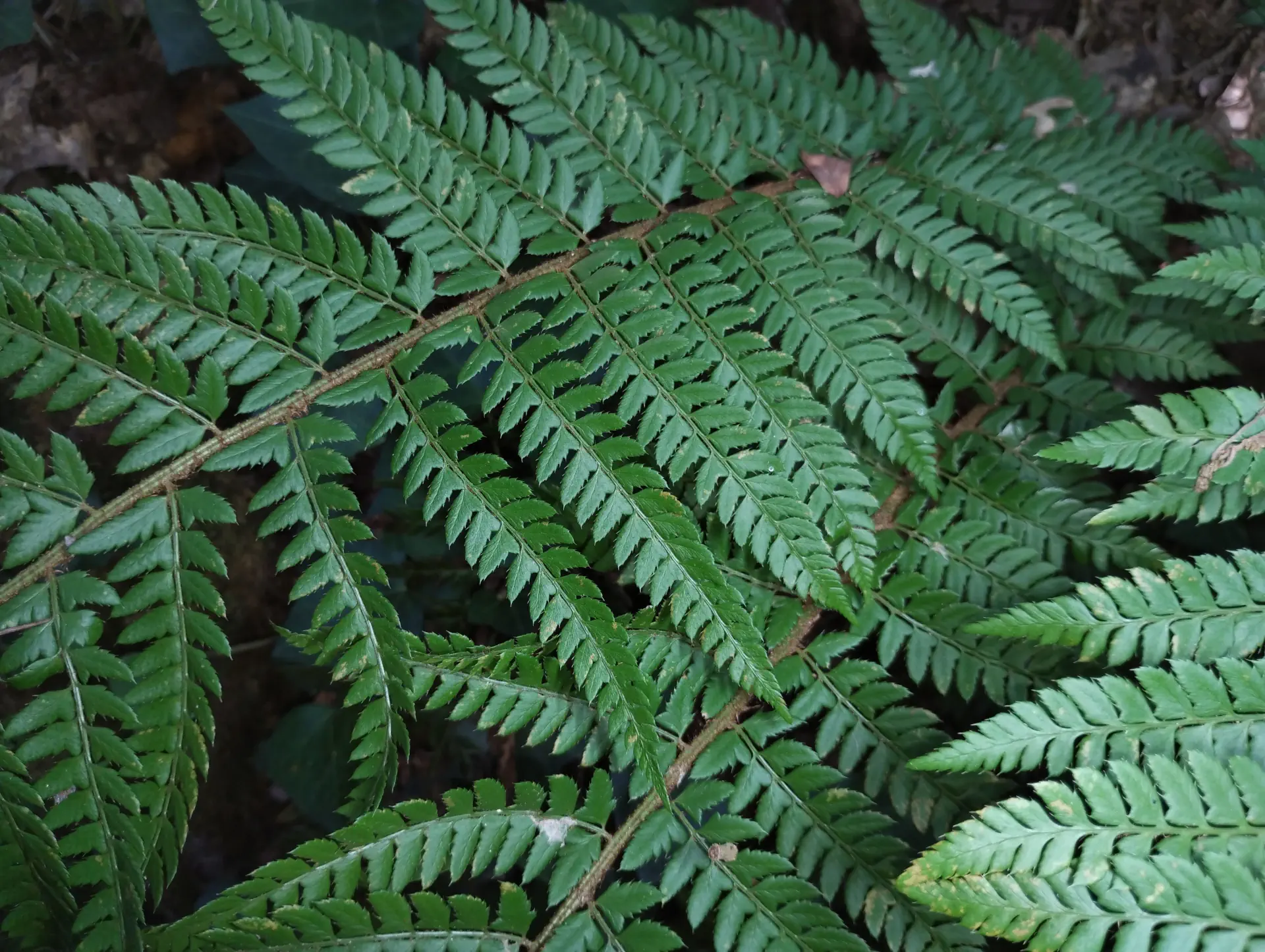 img/polystichum-3.webp