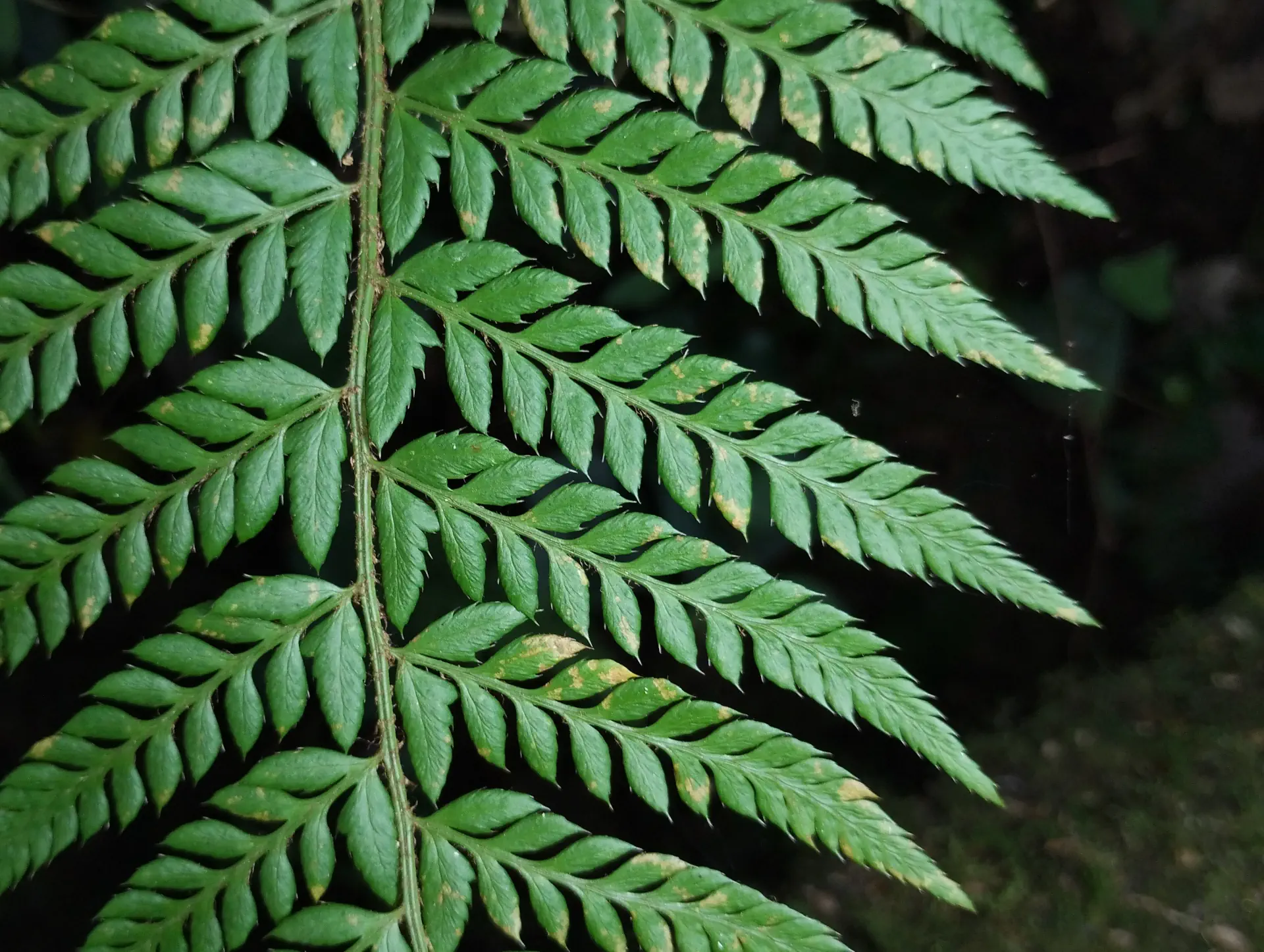 img/polystichum-4.webp
