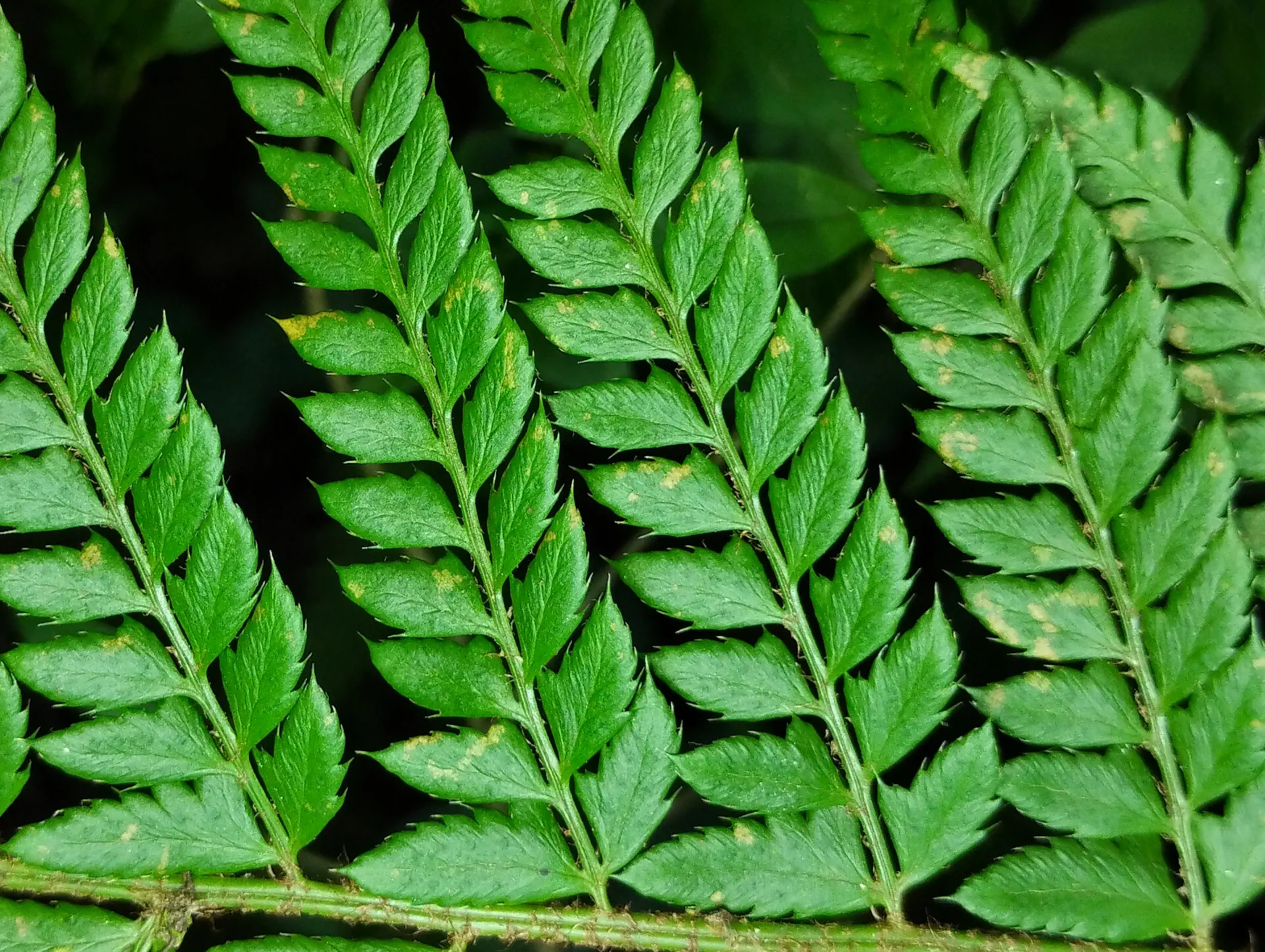 img/polystichum-5.webp