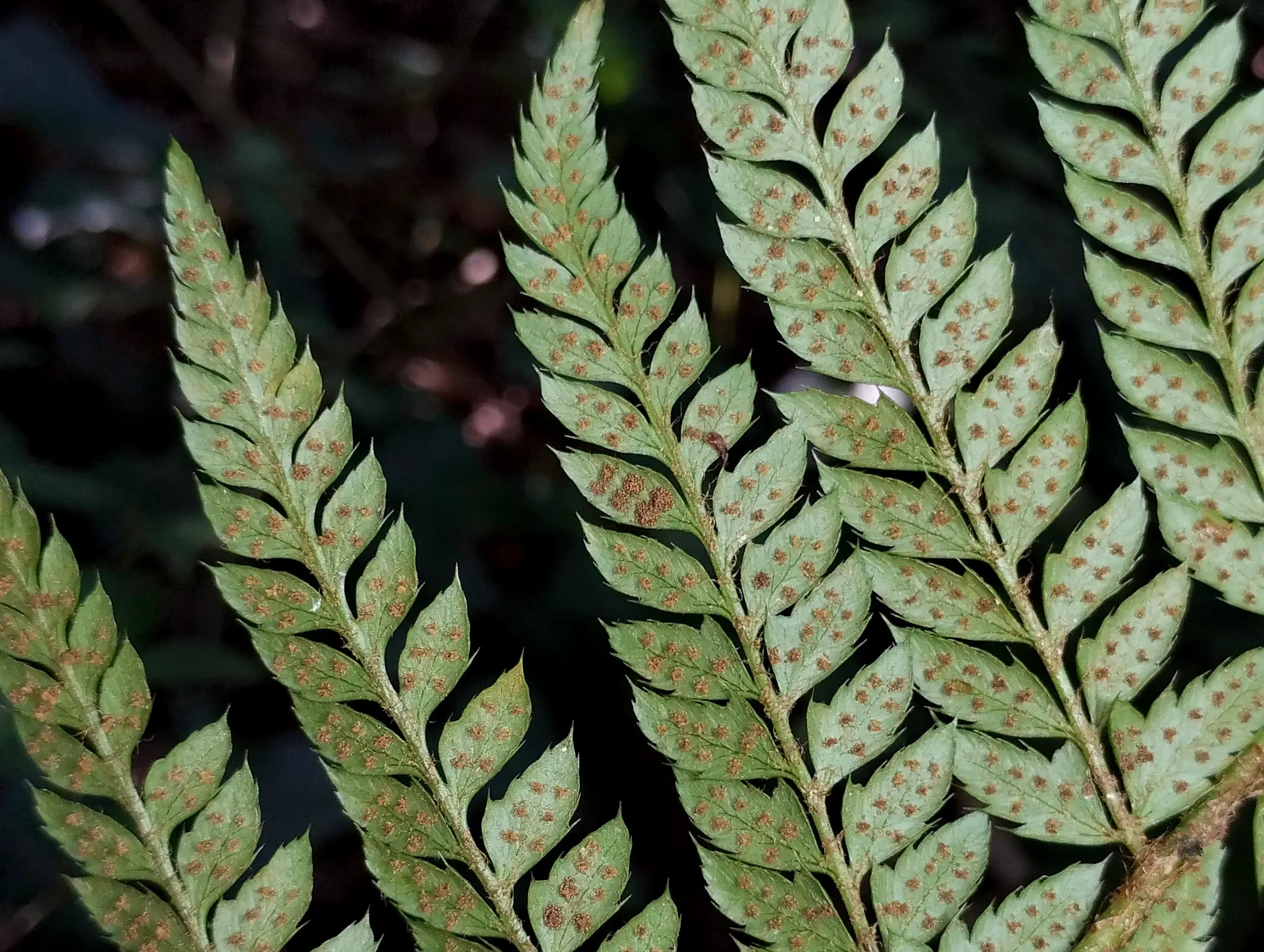 img/polystichum-6.webp