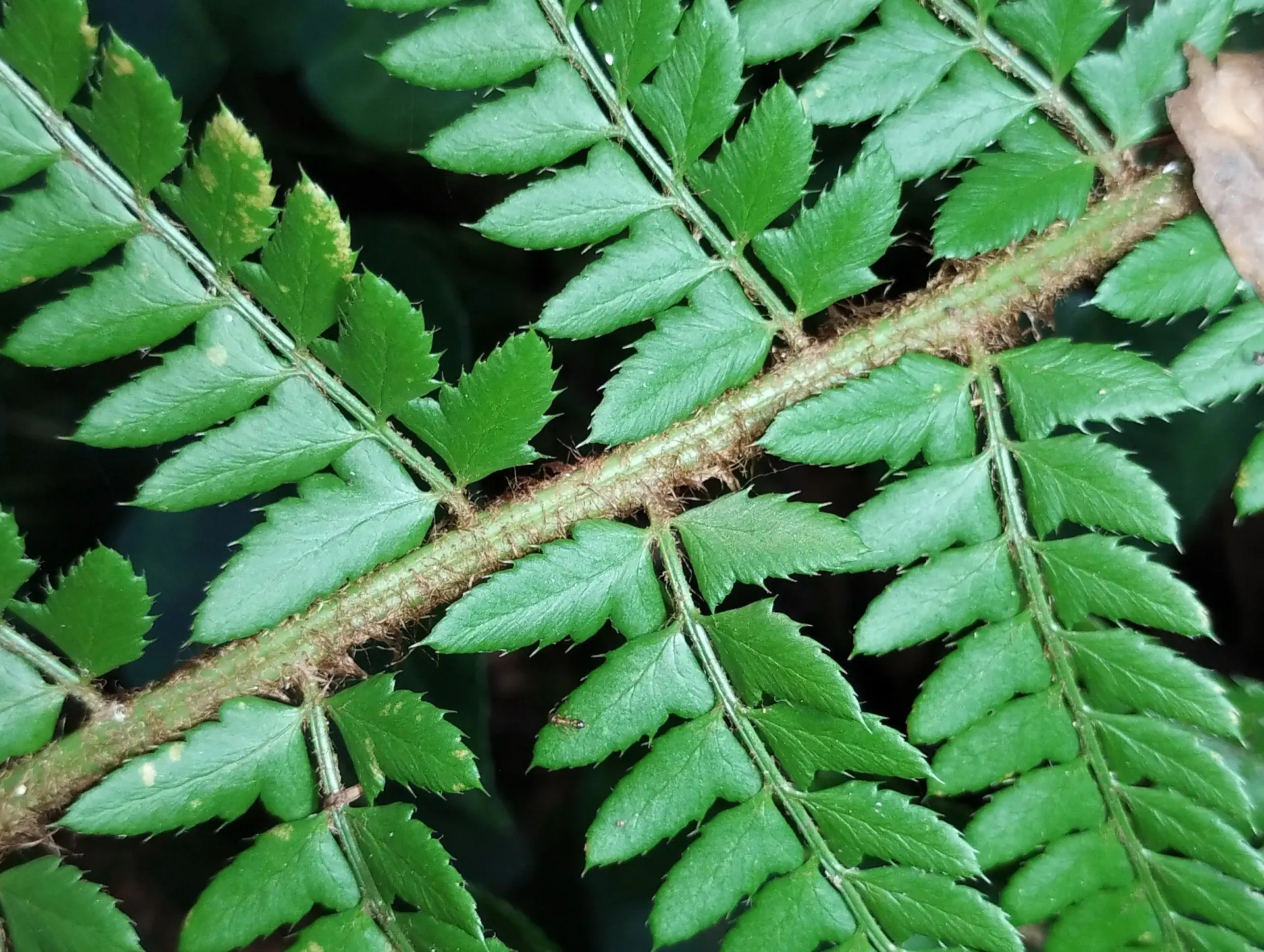 img/polystichum-7.webp