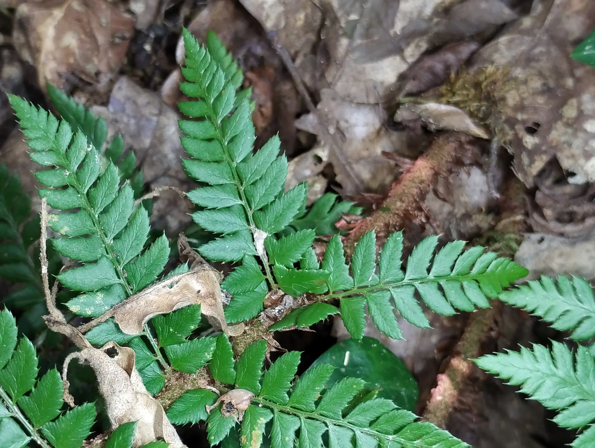 img/polystichum-8.webp