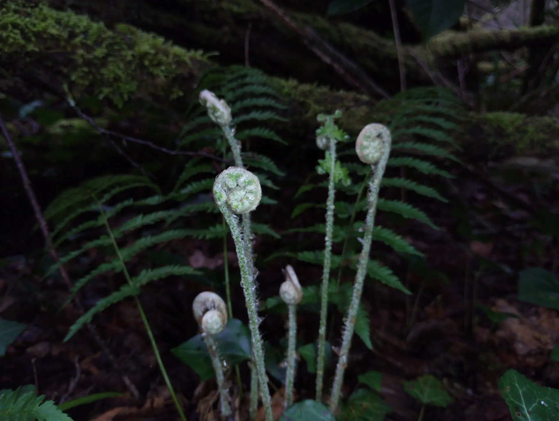 img/polystichum-9.webp