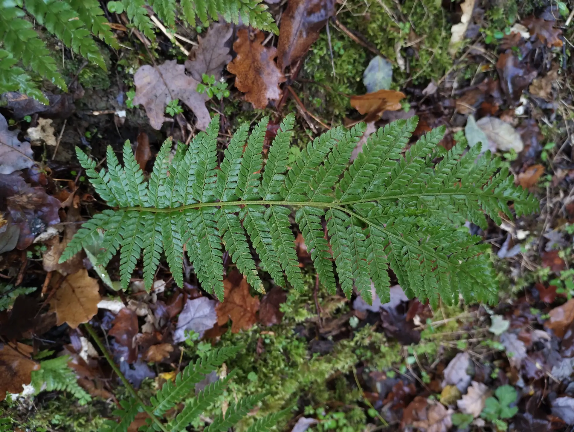 img/polystichum-anomaly-2.webp