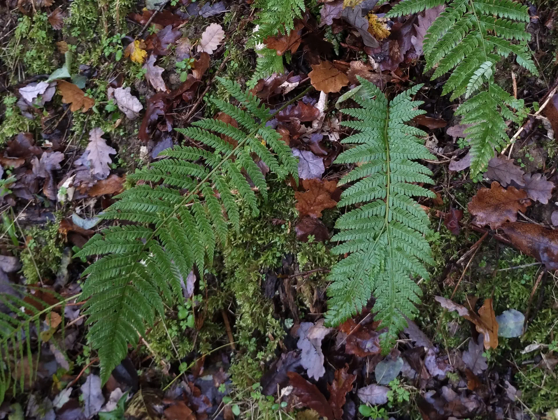 img/polystichum-anomaly.webp