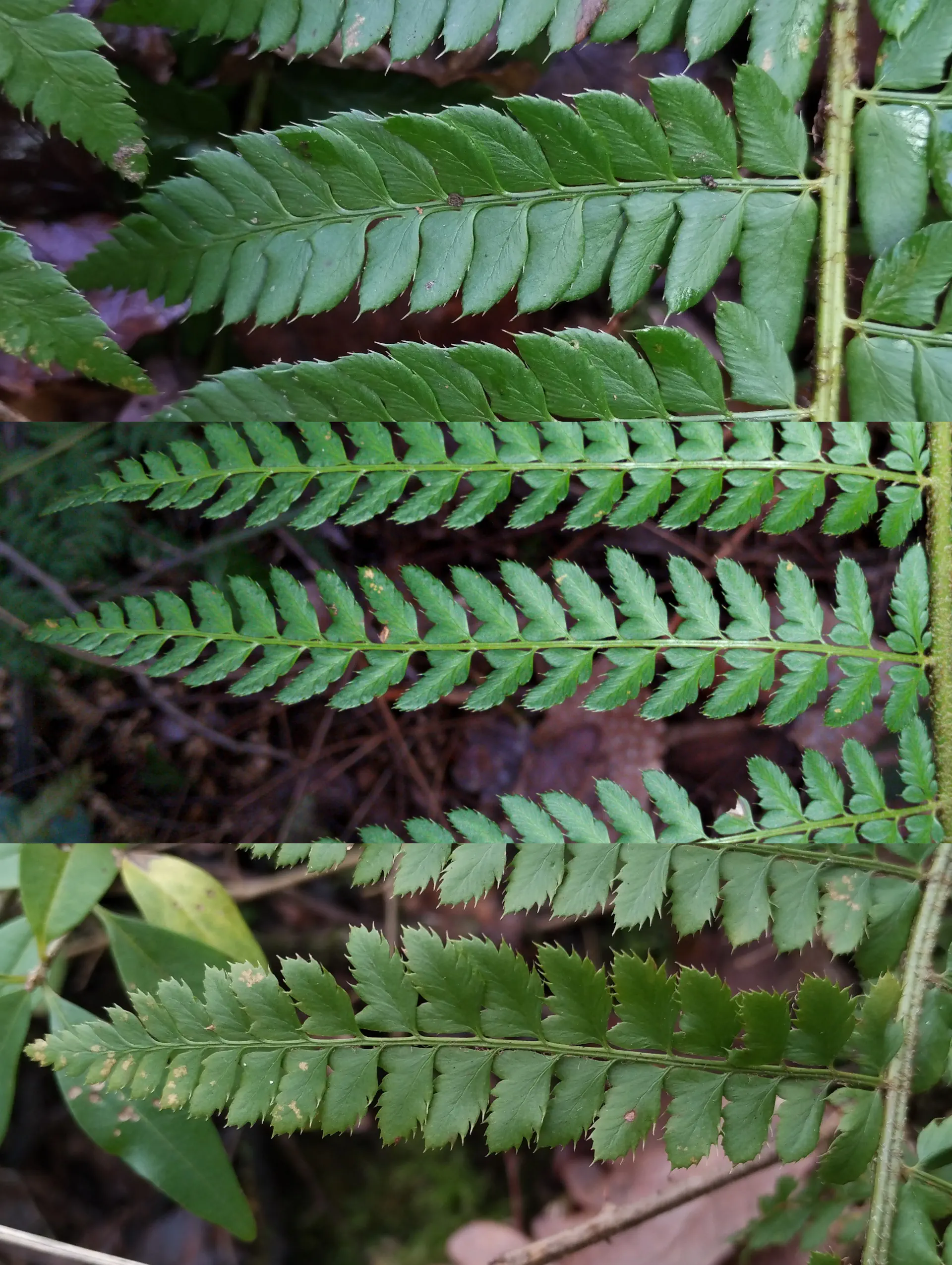 img/polystichum-comparison.webp