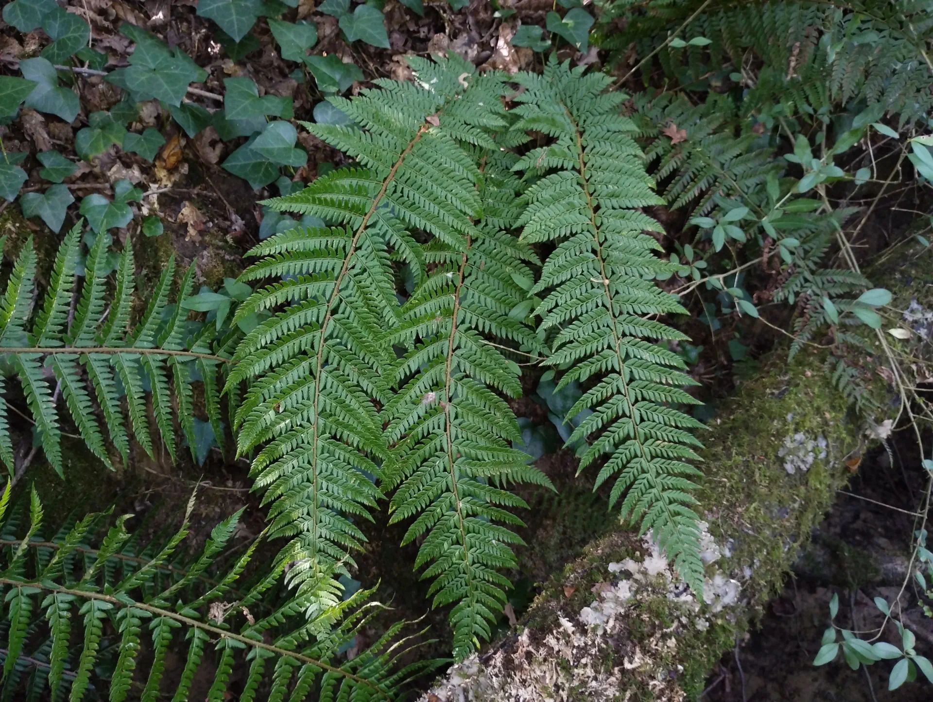 img/polystichum.webp