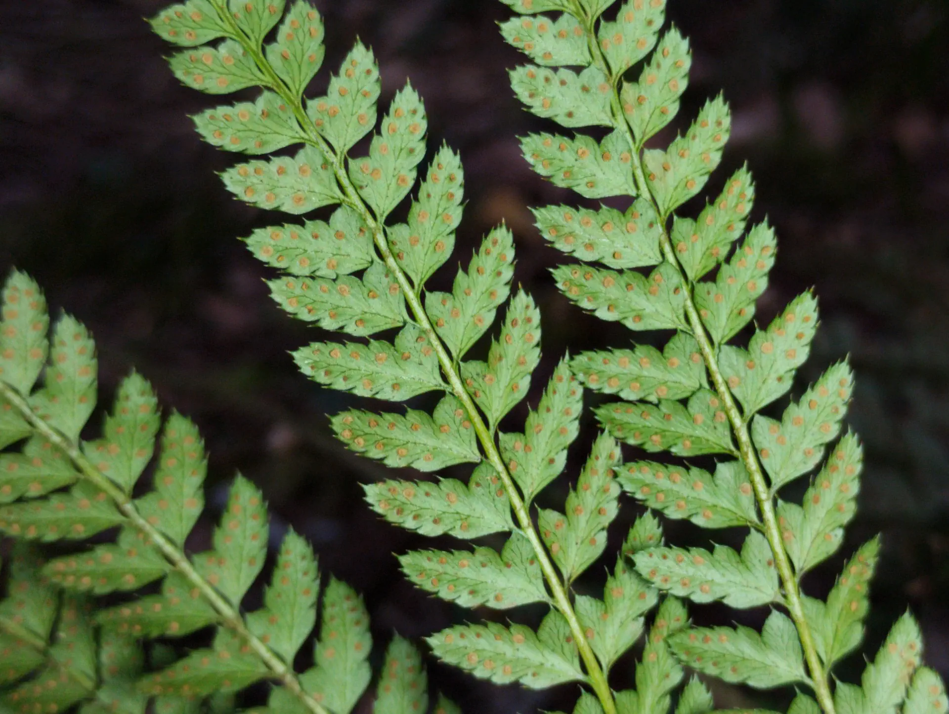 img/polystichum-bicknellii-10.webp