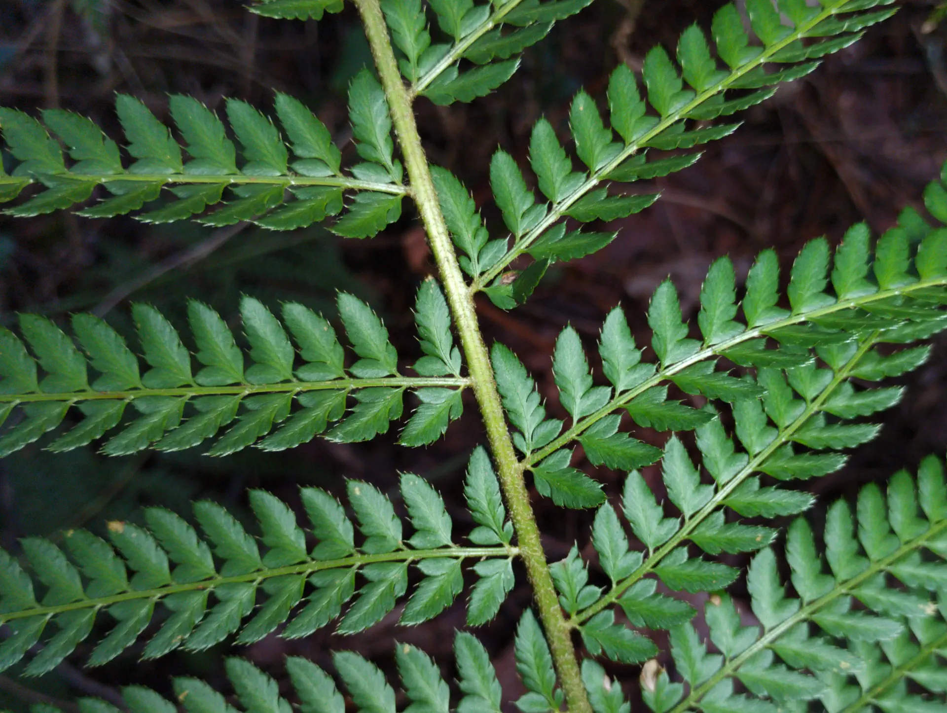 img/polystichum-bicknellii-11.webp