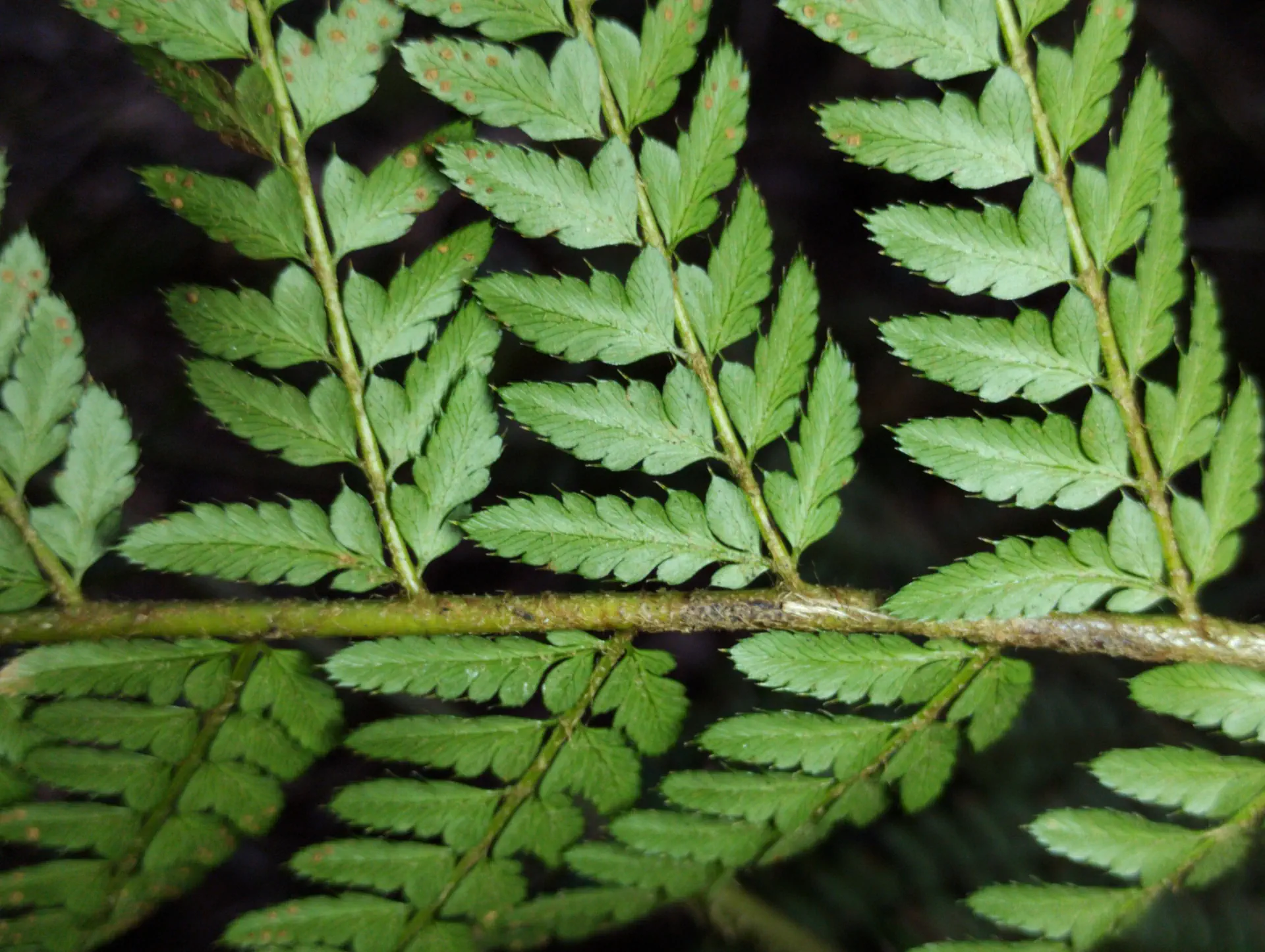 img/polystichum-bicknellii-12.webp