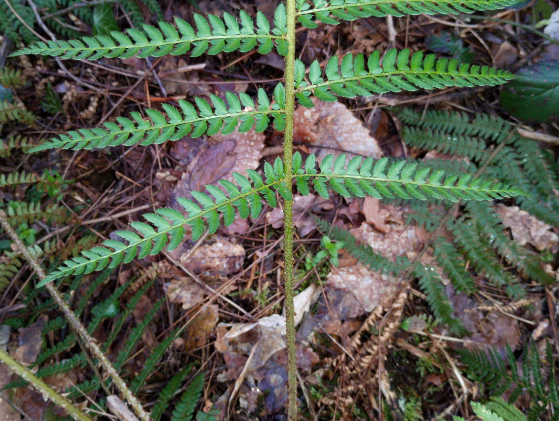 img/polystichum-bicknellii-13.webp